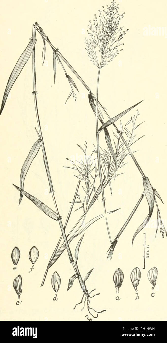 . Bulletin. Gramineae -- United States; Forage plants -- United States. 77. Fig. 59. Panicum barbulatum Michx. Bearded-joint.— Culms 3 to 9 dm. high, finally much-hriiuched, slender, smooth, except the nodes, which are conspicuously barbed with reflexed, white hairs, panicle ovate-pyramidal, spikelets numerous, small.— Bogs, wet meadows, and low woodlands, southern New York to Illinois, Florida, and New Mexico.. Please note that these images are extracted from scanned page images that may have been digitally enhanced for readability - coloration and appearance of these illustrations may not pe Stock Photo