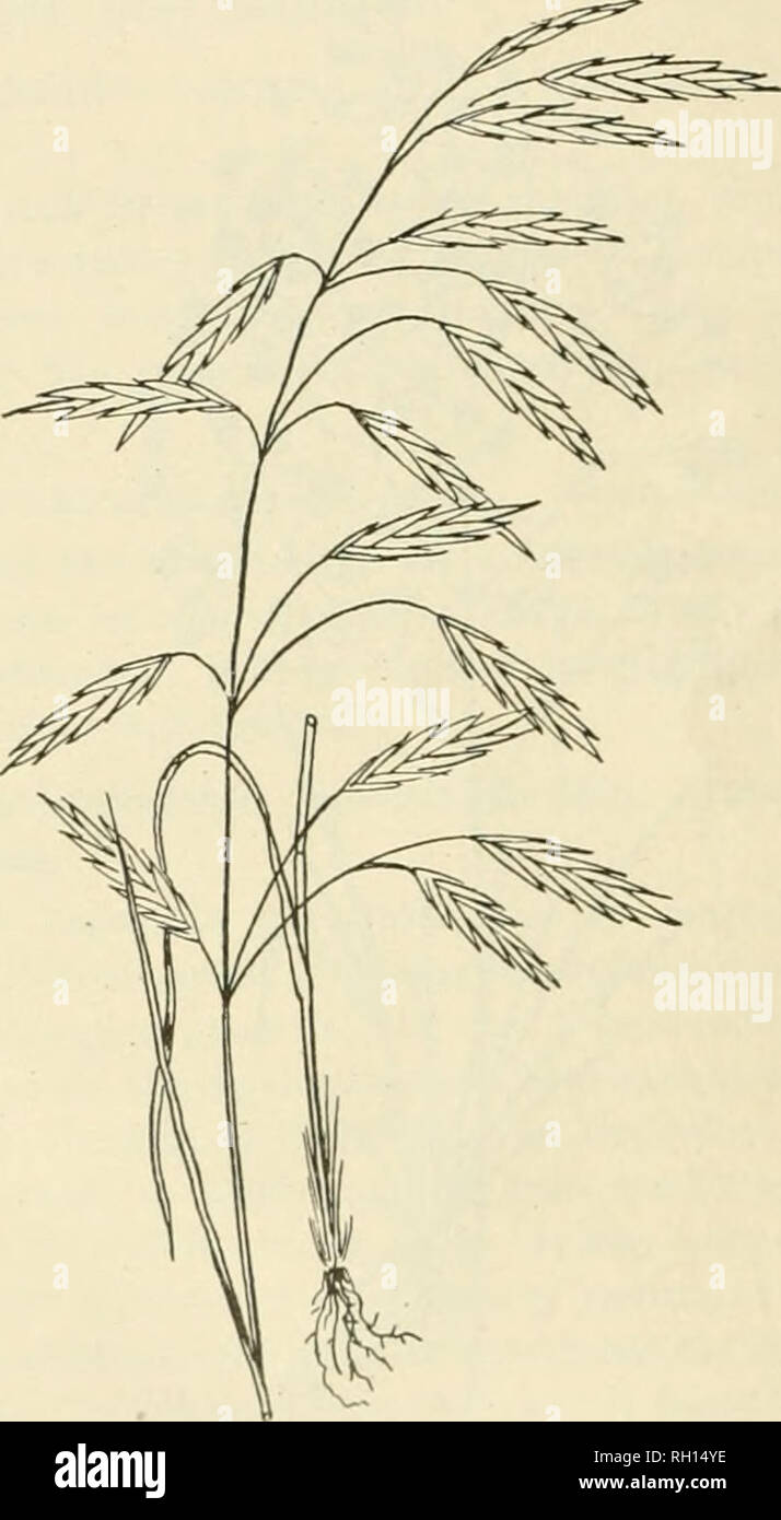 . Bulletin. Gramineae -- United States; Forage plants -- United States. Fig. 21.—Chess {Bromus secalinus). no. 22.—Rescue-grass {Bromus unioloides). flowering glumes. This grass has booorae very common in certain sections,par- ticularly in the South. A field of it presents an attractive appearance, and the hay produced is of good quality. No. 57. Bromus secalinus Linn. Chess; Cheat. (Fig. 21.) A well-known, weedy, annual grass, introduced into this ccmntry many years ago, and now coniinon in grain fields and waste lands. The panicle is spreading and more or less drooping, and the awns of the f Stock Photo