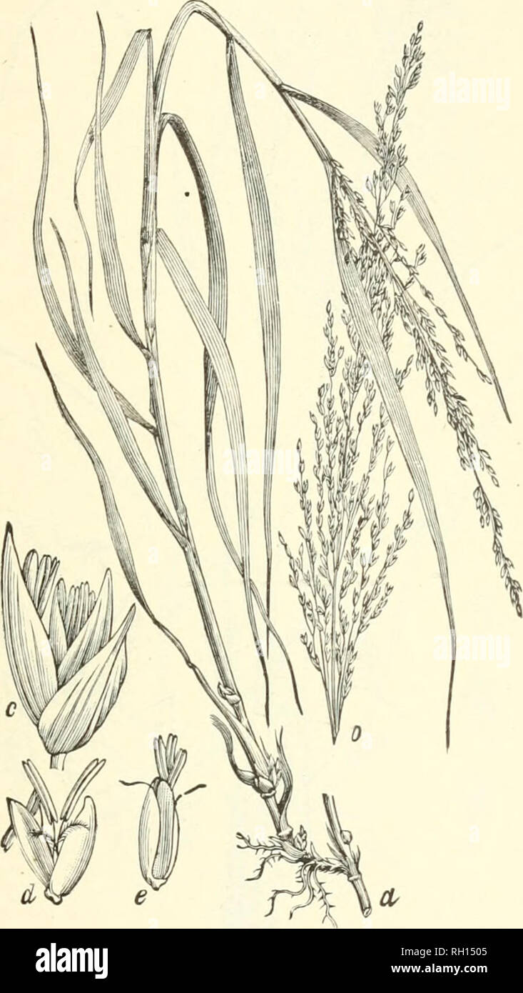 . Bulletin. Gramineae -- United States; Forage plants -- United States. 73. Fig. 55. Panicum amarum P211. Bitter Pajvic-grass.—A stout, coarse perennials to 12 dm. high, fromstroug, creeping rootstocks, with rather long (30 to 40 cm.), rigid leaves and many-flowered, open panicles 10 to 30 cm. long.—Sandy beaches, foast of southern New England to southern Florida. July-November. A good sand binder.. Please note that these images are extracted from scanned page images that may have been digitally enhanced for readability - coloration and appearance of these illustrations may not perfectly resem Stock Photo