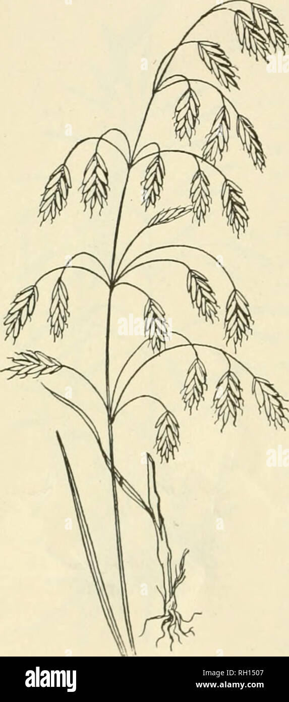 . Bulletin. Gramineae -- United States; Forage plants -- United States. 24 No. 55. Bromus pumpellianus Scribn. Western Brome-grass. A native of the Northwestern .states in the Rocky Mountain region, extending into Canada. In habit of growth it closely resembles Hungarian, or Smooth Brome- grass (B. inermis), and is doubtless equally valuable. Prof. James Fletcher, who has cultivated this grass at the experiment station at Ottawa, Canada, says, &quot;This is a very valuable grass, producing an abundance of leaves, continuing in llower for a long time, and giving a heavy aftermath.&quot; No. 56. Stock Photo