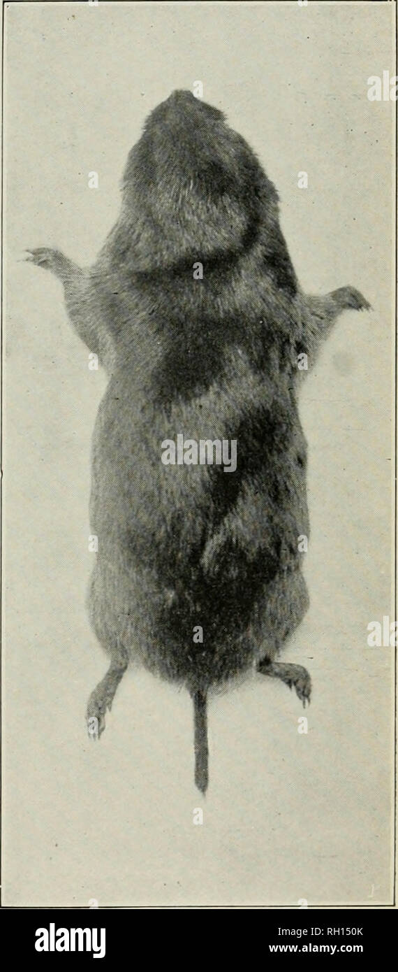 . Bulletin. Animals -- United States; Birds -- United States. Bui. 31, Biological Survey, U. S. Dept. of Agriculture. Plate I. J k ^^^^^^BHm%^ ^1 H v^^^^^^^^^l ^^^K &quot;i^^^^^^^^H B 1 /^ f. Fig. 1.—Meadow Mouse (Microtus pennsylvanicus'. Fig. 2.—Pine Mouse (Microtus pinetorum scalopsoides).. Please note that these images are extracted from scanned page images that may have been digitally enhanced for readability - coloration and appearance of these illustrations may not perfectly resemble the original work.. United States. Bureau of Biological Survey. Washington : G. P. O. Stock Photo