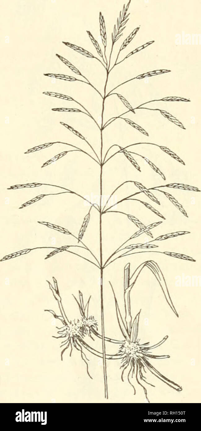 . Bulletin. Gramineae -- United States; Forage plants -- United States. Fig. 19.—Small Quaking-grass (Briza media). Fig. 20.—Smooth Brome-grass (Bromus inerm^is). this Brome-grass and its unusual drought-resisting powers are qualities which recommend it for general cultivation, particularly in the semiarid regions of the West and Northwest. It thrives well on dry, loose soil, but of course the better the soil the greater the yield. Its nutritive value is comparatively low, and before undertaking its cultivation the fact should be remembered that it is somewhat difiQcult to eradicate when once  Stock Photo