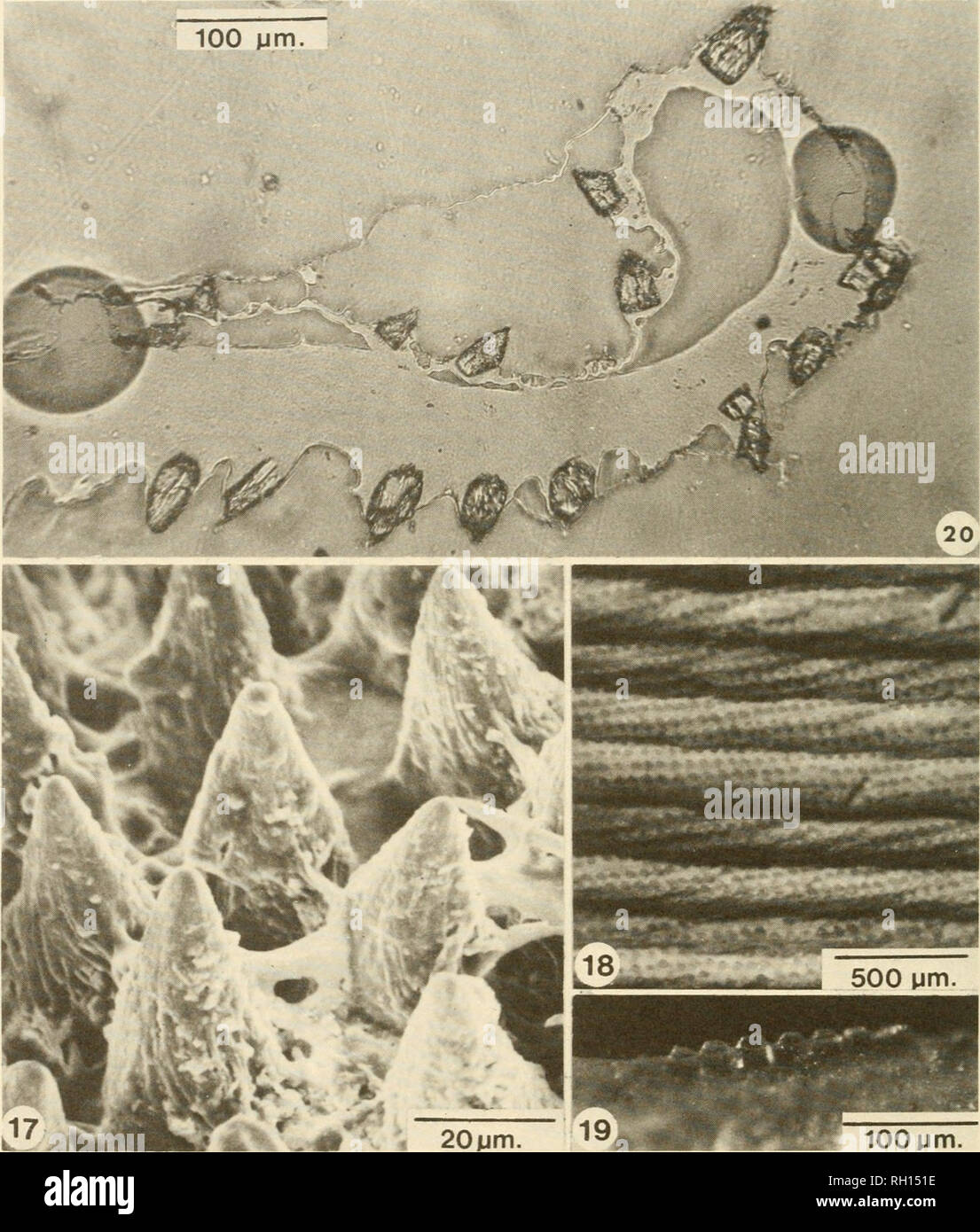 . Bulletin. Natural history; Natuurlijke historie. 32 PEABODY MUSEUM BULLETIN 41. Fig. 17. Surface of the posterior periostracum in Spengleria rostrata; scanning electron micrograph. Rodlike structure on the right is a sponge spicule. Fig. 18. Abraded tips of aragonitic periostracal spikes on the sides of the shell in the anterior of Spengleria rostrata. Note the alignment of the spikes in rows oblique to the larger comarginal shell ridges. Fig. 19. Aragonitic periostracal spikes on the anteroventral shell margin oi Spengleria rostrata. Note the apical abrasion. Fig. 20. Acetate peel of a radi Stock Photo