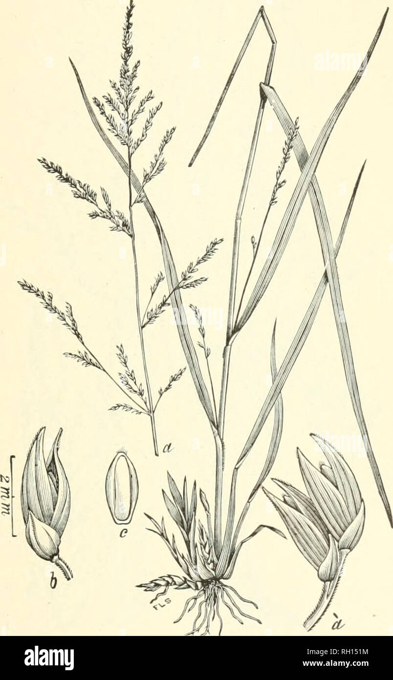 . Bulletin. Gramineae -- United States; Forage plants -- United States. 71. FiCx. 53. Panicum anceps Michx. Flat-stemmed Panic— A rather stout perennial, with flattened stems 6 to 12 dm. high, long leaves, smooth or pilose sheaths, spreading panicles and pointed spikelets.—Low woods and thickets, marshes and banks of streams, Pennsylvania to Illinois, Missouri, Indian Territory, Texas, and Florida. July-October.. Please note that these images are extracted from scanned page images that may have been digitally enhanced for readability - coloration and appearance of these illustrations may not p Stock Photo