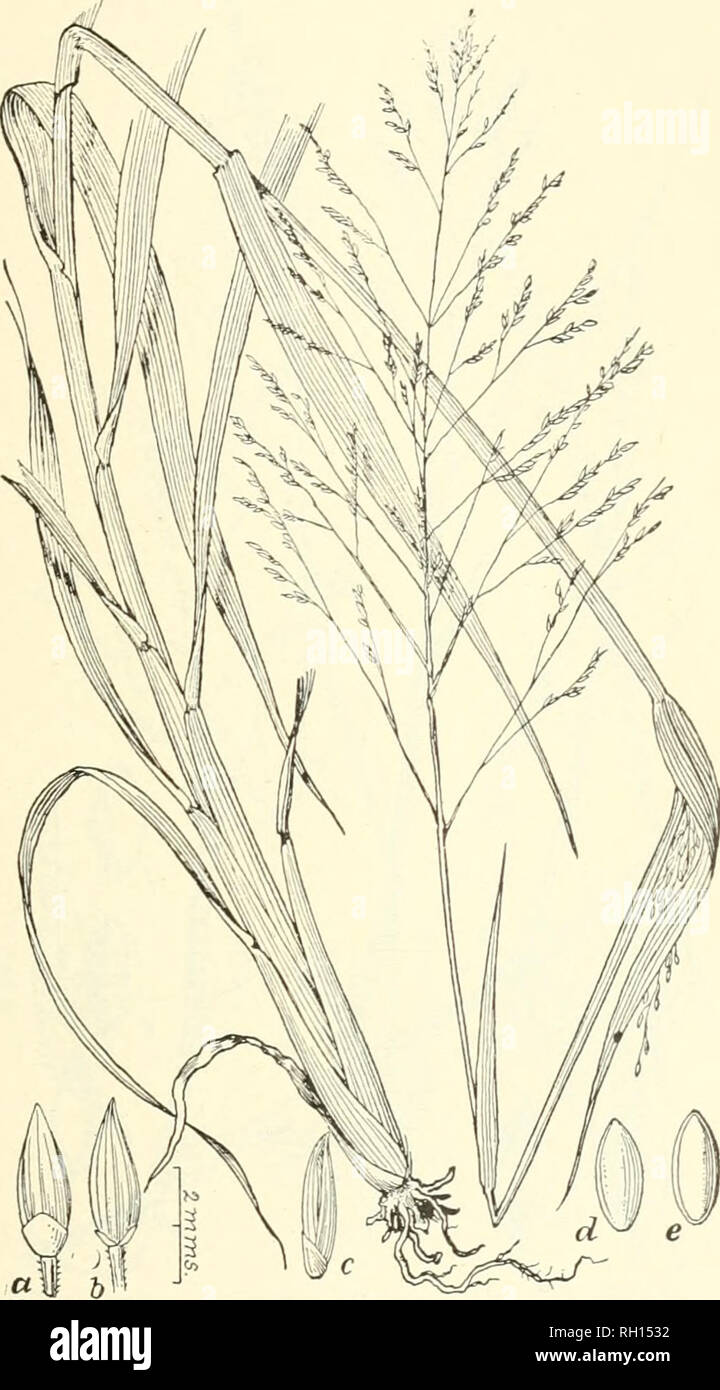 . Bulletin. Gramineae -- United States; Forage plants -- United States. 69. Fig. 51. Panicum proliferumLam. Sprouting Crah-graS8.— A smooth and usually much-branched, native annual, with rather coarse, spreadin-;, or ascending stems 6 to 18 dm. long, flat leaves and diffuse terminal and lateral panicles.—Low ground, ditches, etc., Maine to Illinois and Nebraska, south to Florida and Texas. [Cuba]. March-October.. Please note that these images are extracted from scanned page images that may have been digitally enhanced for readability - coloration and appearance of these illustrations may not p Stock Photo