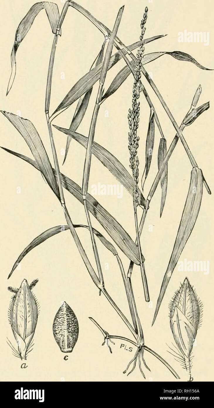 . Bulletin. Gramineae -- United States; Forage plants -- United States. 62. Fig. 44. Panicum texanum Bnckl.; Beal, Grasses N. Am., 2: 117. Tkxas Millet.—A brancbiug, leafy annual 6 to 12 dm. hif^li, with fiat leaves and narrow panicles 1.5 to 2 dm. long.— Texas. Sejitember.. Please note that these images are extracted from scanned page images that may have been digitally enhanced for readability - coloration and appearance of these illustrations may not perfectly resemble the original work.. United States. Division of Agrostology. Washington, D. C. : The Division Stock Photo