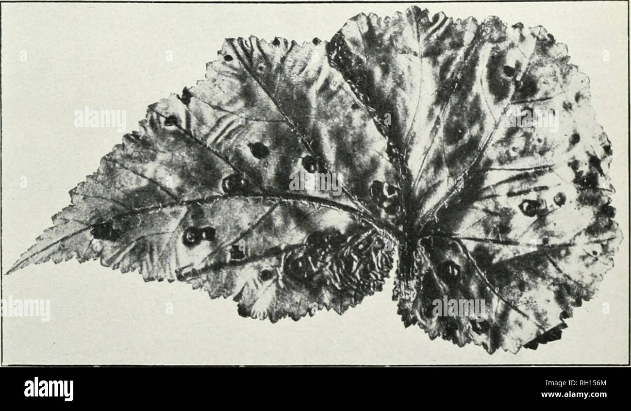 . Bulletin. Agriculture. Fig. 1.—Leaves of Geranium Affected with Bacterial Blight.. Fig. 2.—Leaf of Begonia Affected with Bacterial Blight.. Please note that these images are extracted from scanned page images that may have been digitally enhanced for readability - coloration and appearance of these illustrations may not perfectly resemble the original work.. United States. Bureau of Plant Industry. Washington : G. P. O. Stock Photo