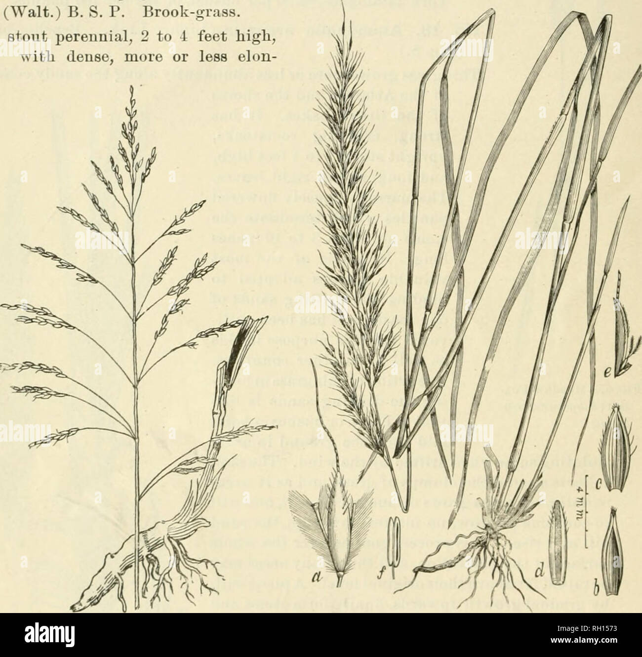 . Bulletin. Gramineae -- United States; Forage plants -- United States. 12 No. 19. Andropogon contortus Linn. Twisted Beard-grass. A stout, leafy perennial, 1 to 3 feet high, aftording excellent grazing when young, but the mature seeds are much dreaded by sheep owners, as by their peculiar structure tbey not only become attached to and injure the wool, but ofteu pene- trate the skin and even the intestines of these animals. The strong rhizomes and tough fibrous roots which this grass has, commend it as a soil binder for river lianks, dams, etc. The awns indicate by their twisting the amount of Stock Photo