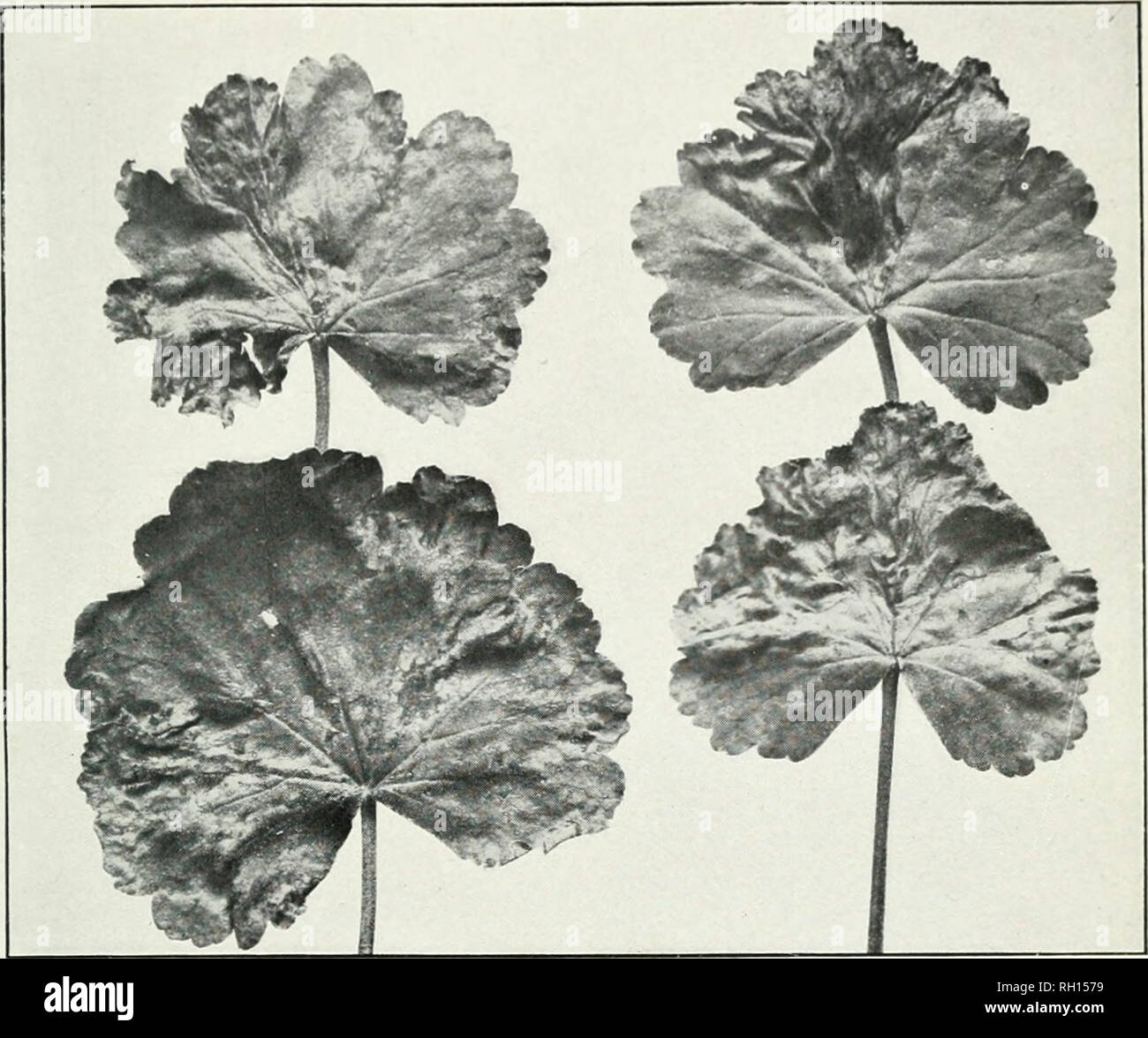 . Bulletin. Agriculture. Bui. 226, Bureau of Plant Industry, U. S. Dept. of Agriculture. Plate XVII,. Fig. 1.—Leaves of Geranium Affected with Bacterial Blight.. Please note that these images are extracted from scanned page images that may have been digitally enhanced for readability - coloration and appearance of these illustrations may not perfectly resemble the original work.. United States. Bureau of Plant Industry. Washington : G. P. O. Stock Photo