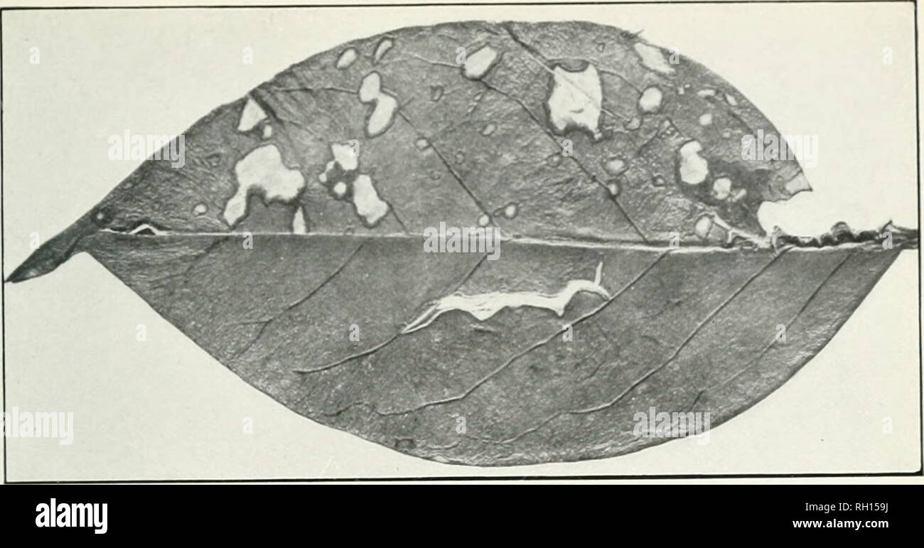 . Bulletin. Agriculture. Bui. 226, Bureau of Plir' Ir.Hw-.'-v U S P-p' &quot;' &amp;.r.r..tu Plate XV.. Fig. 1.—Leaf of the Japanese Privet Affected with Leaf-Spot Due to Cercospora Ligustri.. Please note that these images are extracted from scanned page images that may have been digitally enhanced for readability - coloration and appearance of these illustrations may not perfectly resemble the original work.. United States. Bureau of Plant Industry. Washington : G. P. O. Stock Photo