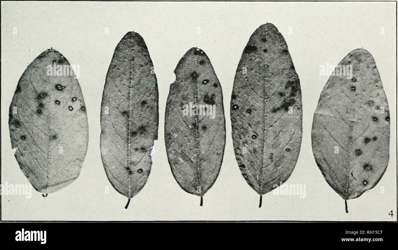 . Bulletin. Agriculture. Fig. 1.—Leaf of Winged Elm Affected with Scab Due to Gnomonia Ulmea. Fig. 2.—Leaf of Red Mulberry, Showing Eye-Spot Due to Cercospora Moricola. Fig. 3.—Leaf of Live Oak, Showing Tar-Spot Due to Rhytisma Erythrosporum. Fig. 4.—Leaflets of Black Locust, Showing the Characteristic Spotting Due to Cylindrosporium Solitarium.. Please note that these images are extracted from scanned page images that may have been digitally enhanced for readability - coloration and appearance of these illustrations may not perfectly resemble the original work.. United States. Bureau of Plant Stock Photo