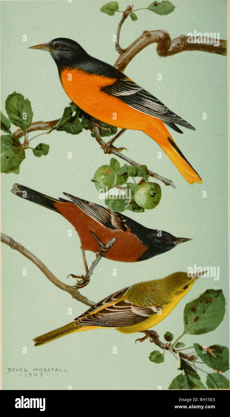 Bulletin Animals United States Birds United States