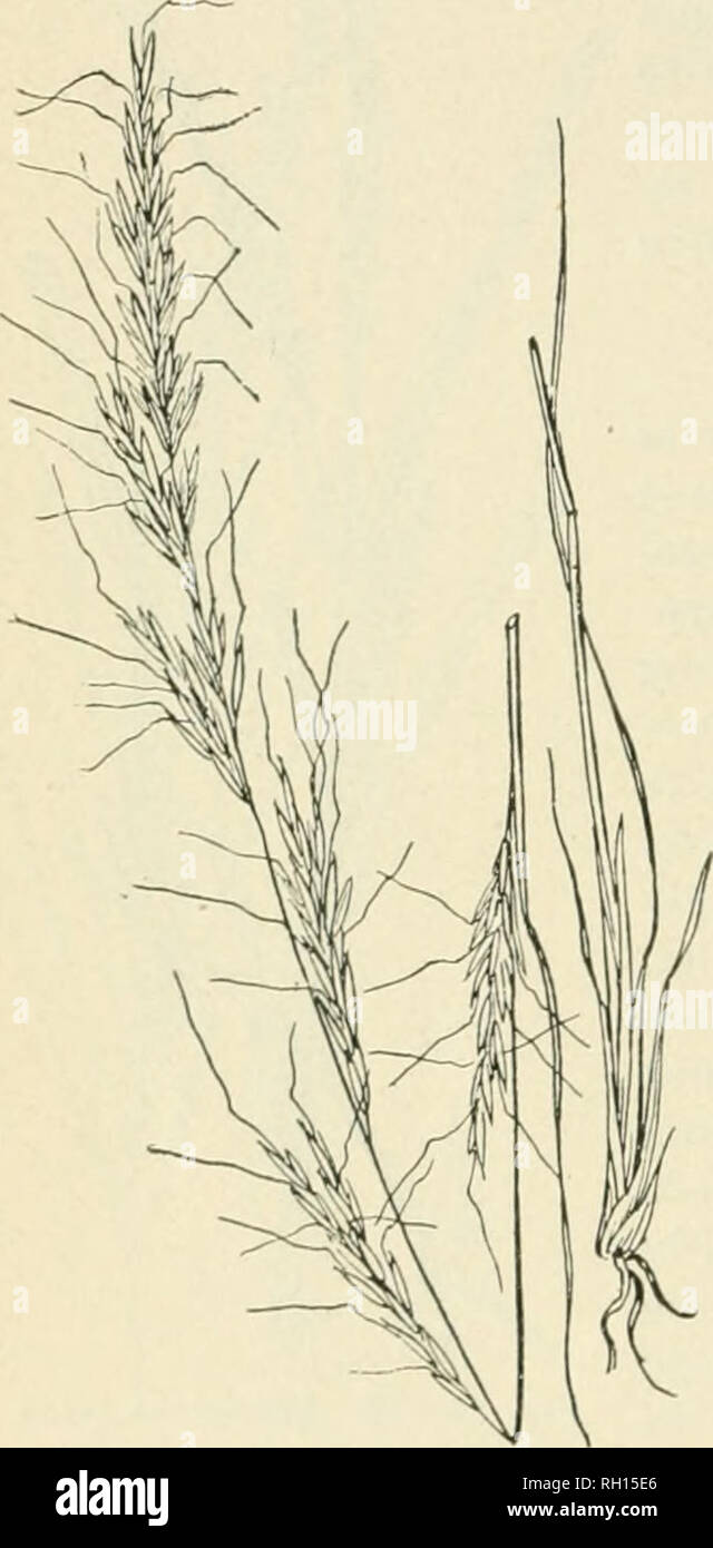 . Bulletin. Gramineae United States; Forage plants United States