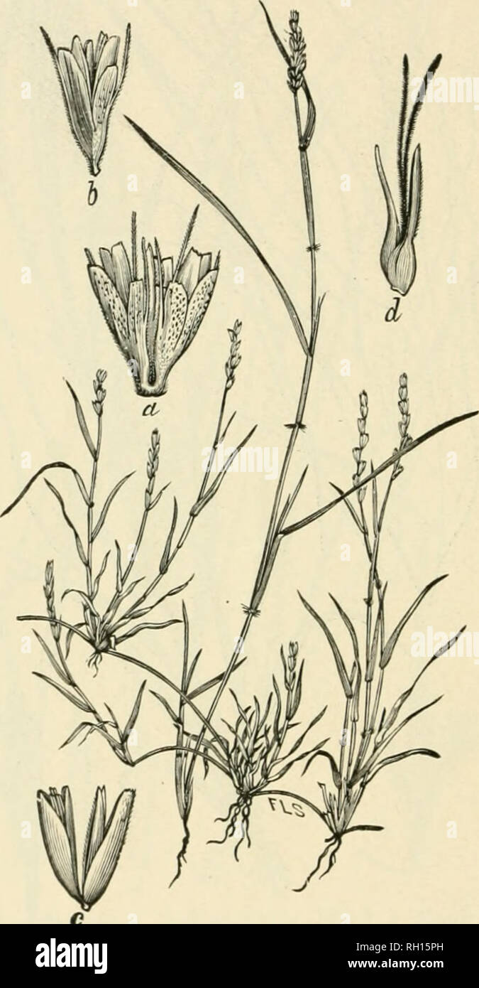 Bulletin. Gramineae -- United States; Forage plants -- United States. 36.  Fig. 18. Hilaria cenchroides HBK.; Beal, Grasses N. Am., 2: 68. Curly  Mesquite.—A slender, creeping perennial, with np- right leafy