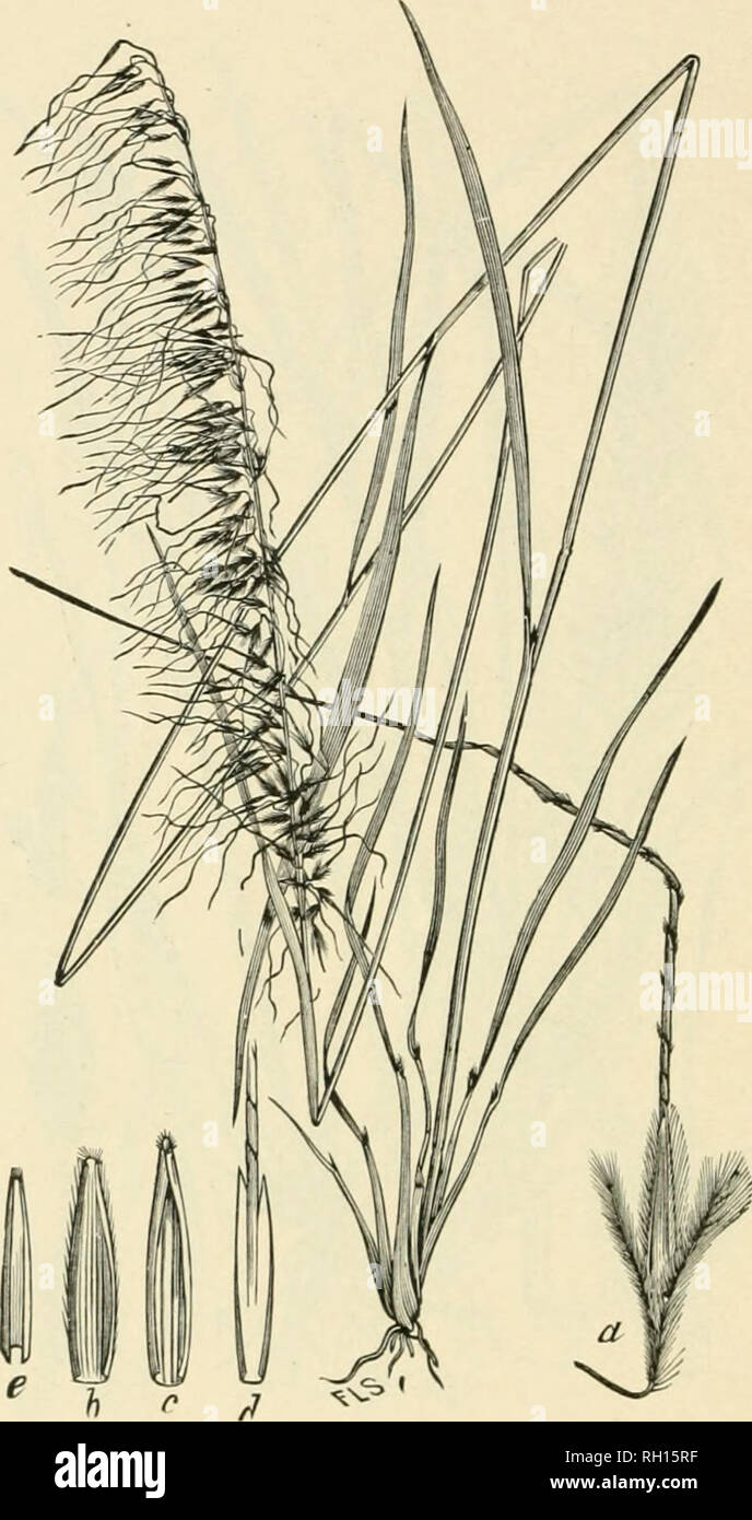 . Bulletin. Gramineae -- United States; Forage plants -- United States. 34. Fig. 16. Aiidropogon unilateralis Hack.; Beal, Grasses N. Am., 2:60. {Andropoijon accumhia Ell. uot Willd.) Banner Sorghum.—A rather stout perennial, 6 to 12 dm. high, with narrow, oiie-sidfd, iiiany-ll()were&lt;l panicles 18 to 25 cm. long, and long- awned spikelets.—Low pine lauds, South Caioliuu, Florida. June- October.. Please note that these images are extracted from scanned page images that may have been digitally enhanced for readability - coloration and appearance of these illustrations may not perfectly resemb Stock Photo
