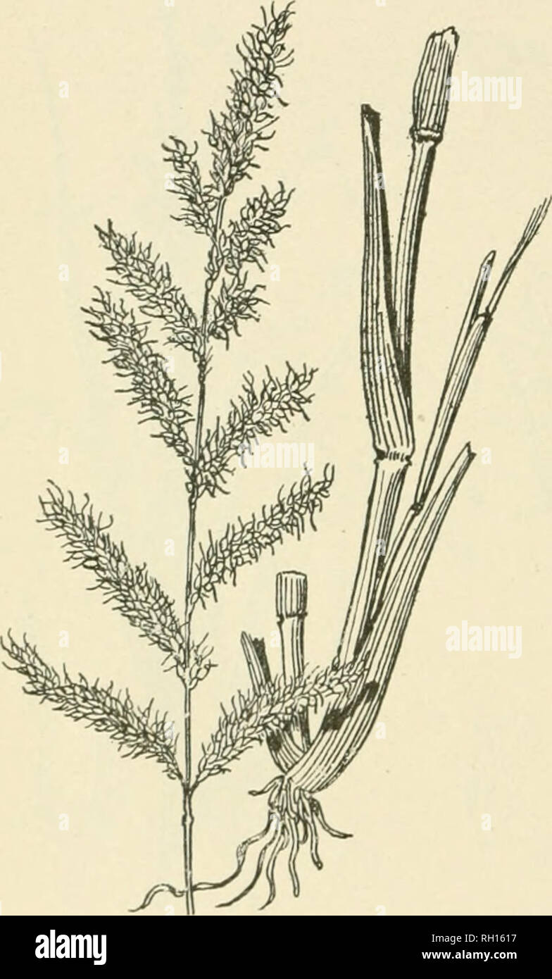 . Bulletin. Gramineae -- United States; Forage plants -- United States. 52 No. 158. Paniciim colonum Linu. Shama Millet. A native of the tropical and warmer temperate regions of the Old World. In northern India it is considered one of the best fodder grasses. Introduced into the Southern and Southwestern States, where it is occasionallj^ found in waste grounds about dwellings. It is closely related to Panicum critH-galli, differing from that grass iu its smaller size and more simple iuHorescence. The stems and leaves are tender and readily eaten by stock. In India the grain, which is produced  Stock Photo