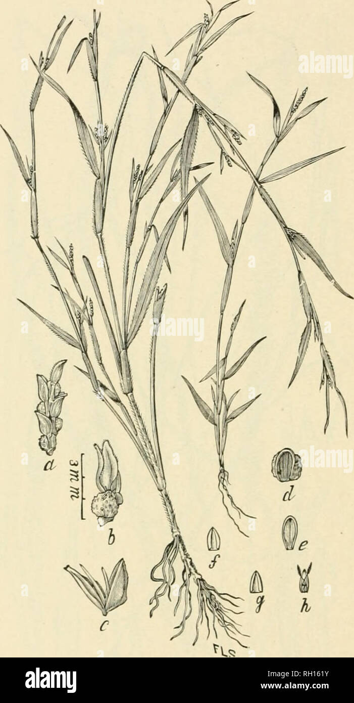 . Bulletin. Gramineae -- United States; Forage plants -- United States. 24. Fig. 6. Hackelochloa granulans (Sw.) Kuntze (Manisuris granulans Sw.; Cenchrna granularis Linu.); Beal,Grasses N. Am., 2:33. LiZARD-TAiL-(;RA.ss.—A much-branched, leafy annual, 3 to 12 dm. hifjh, with numerous slender spikes in irregular, leafy panicles.—A weed in all tropical countries, extending northward into the warmer parts of the .Southern and Southwestern States.. Please note that these images are extracted from scanned page images that may have been digitally enhanced for readability - coloration and appearance Stock Photo