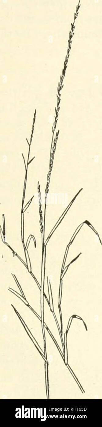 . Bulletin. Gramineae -- United States; Forage plants -- United States. 47 and Australia, ^'here it is called Mat-grass, has creeping or ascending flattened stems, rather short leaves, and slend&lt;'r spikes. In some parts of Australia it is hi&lt;Thly esteemed for pasturage, and is said to retain its greenness tbronghout the year in drj^ climates. It is not injured by light frosts. The prostrate stems sometimes attain a length of 5 or (i feet. A closely related species, M. fascicuJata, occurs on tlie lower Rio Grande. No. 136. Melinis minutiflora Beanv. Molasses-grass. A sweet and highly nutr Stock Photo