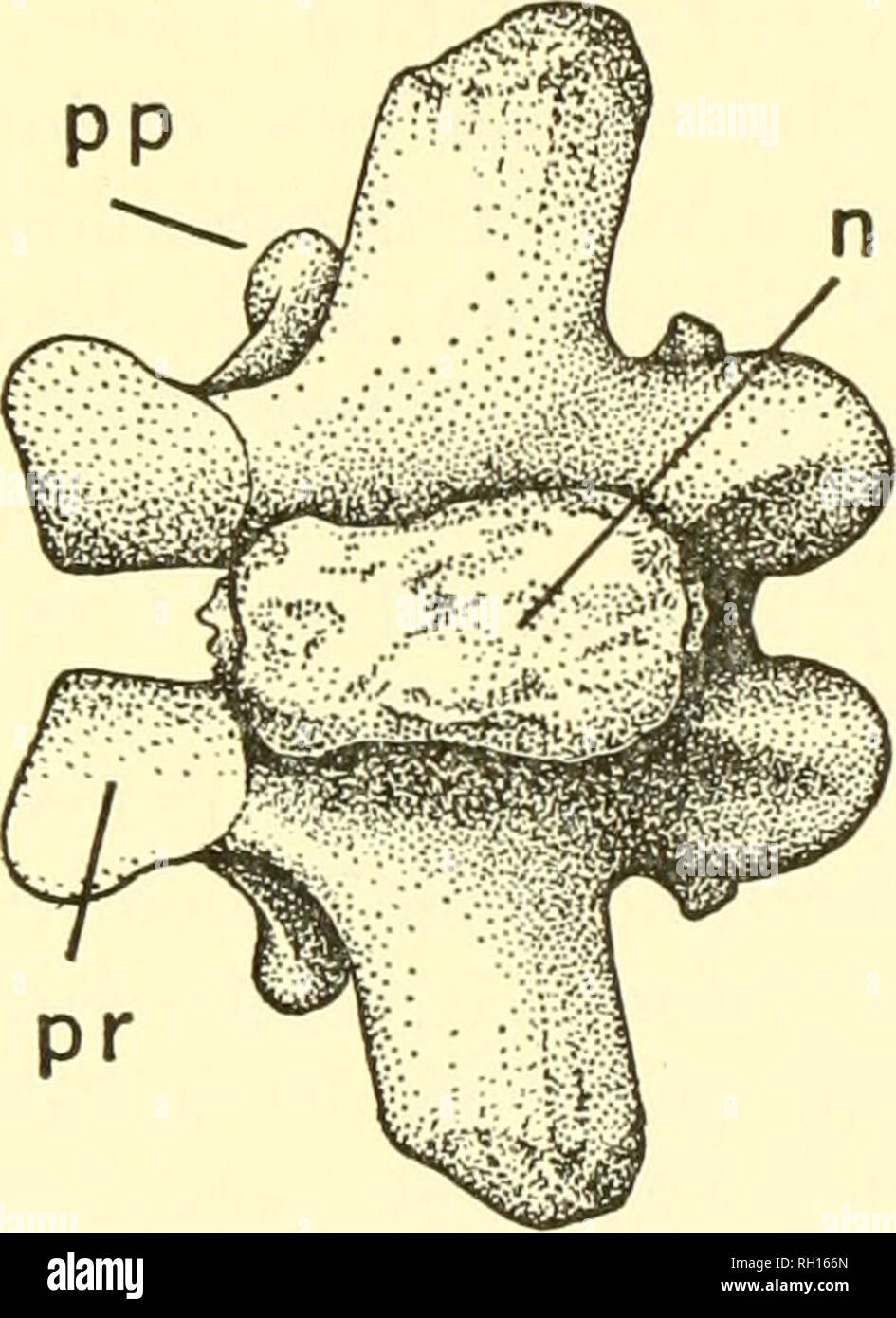 Anatomy of spine | PPT, image size:945x1390