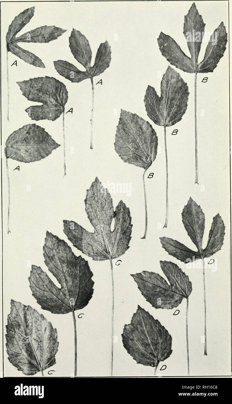 . Bulletin. Agriculture. Bui. 221, Bureau of Plant Industry, U. S. Dept. of Agriculture. Plate II.. Dimorphic Leaves from Adjacent Internodes of Four Plants {A, B. C. and D) OF Hibiscus Cannabinus, Showing Somewhat Gradual Changes of Form. (Natural size.). Please note that these images are extracted from scanned page images that may have been digitally enhanced for readability - coloration and appearance of these illustrations may not perfectly resemble the original work.. United States. Bureau of Plant Industry. Washington : G. P. O. Stock Photo
