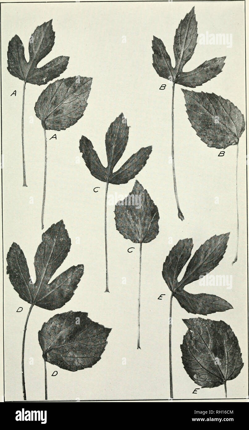 . Bulletin. Agriculture. Bui, 22 1, Bureau of Plant Industry, U. S, Dept, of Agriculture, Plate. Dimorphic Leaves from Adjacent Internodes of Five Plants (.4, B, C, D, and /:;) OF Hibiscus Cannabinus. Showing Very Abrupt Changes of Form. (Natural size.). Please note that these images are extracted from scanned page images that may have been digitally enhanced for readability - coloration and appearance of these illustrations may not perfectly resemble the original work.. United States. Bureau of Plant Industry. Washington : G. P. O. Stock Photo