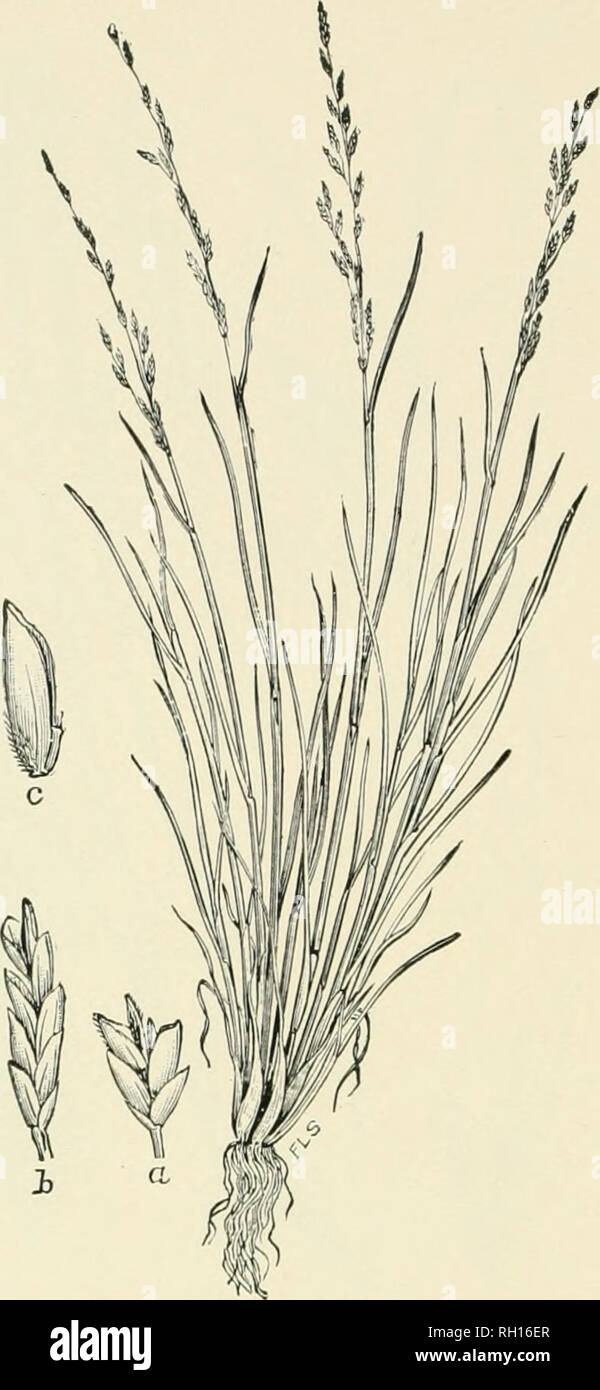 . Bulletin. Gramineae -- United States; Forage plants -- United States. 304. Fig. 286. Puccinellia maritima (Huds.) Pari. (Foa ^naritima Huds.; Glijccria murUhna M. &amp;. K.). Sea Spear-grass.—A slender perennial 2 to 5 dm. high, from creeping i-ootBtocks, with narrow, flat, or folded leaves, and more or less expanded panicles 8 to 12 cm. long.—Salt marshes and heaches along the coast, Lahrador to southern New England, and Alaska to British Colum- bia; also on ballast and Avasto ground in sea ports farther south. [Europe and Asia.] July, August.. Please note that these images are extracted fr Stock Photo