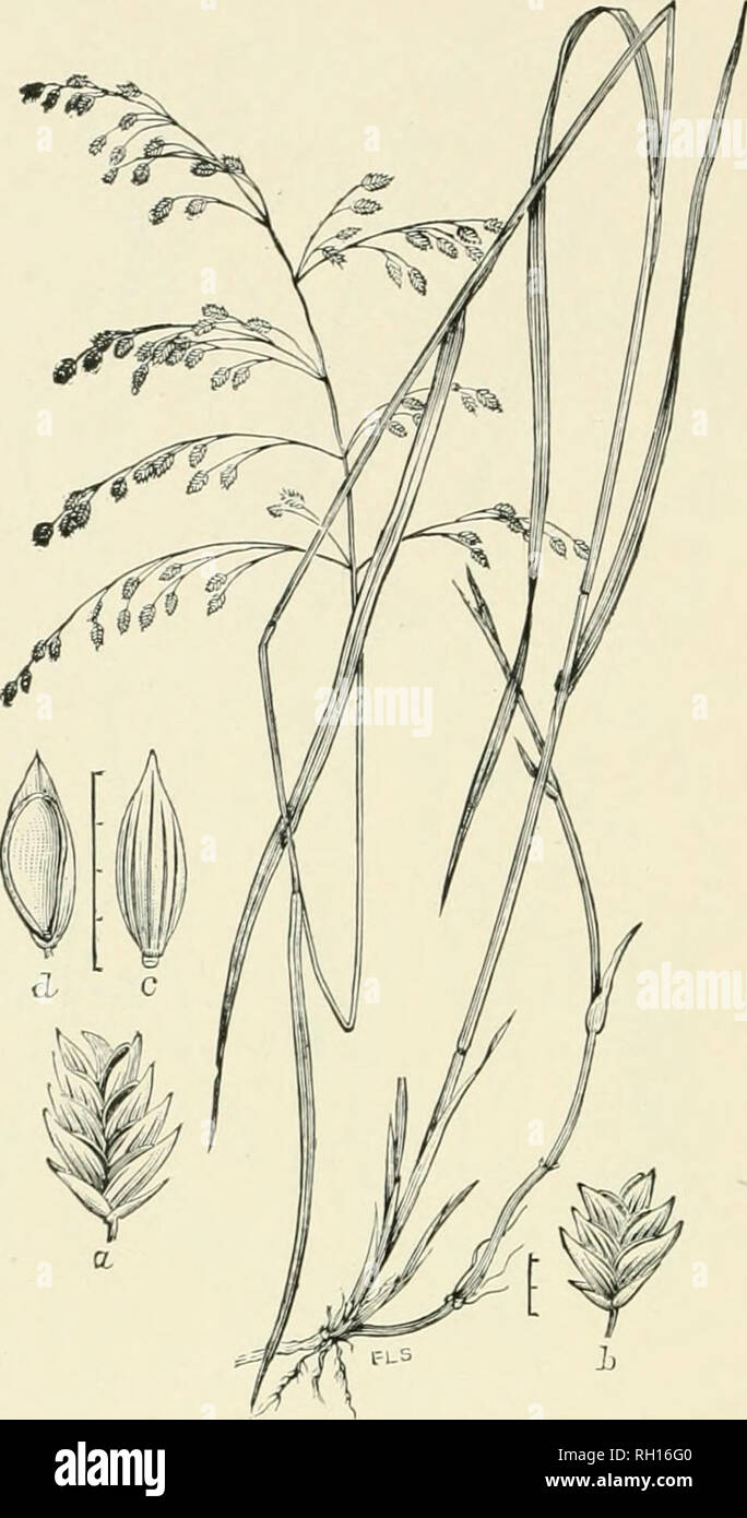 . Bulletin. Gramineae -- United States; Forage plants -- United States. 302. Fig. 284. Panicularia canadensis (Miclix.) Kuntze; Britton and Brown, 111. FL, 1: 211 [Glyeeria canadetisis Triu.). Kattle- SNAKE-GUASS.—A .stout, native perennial 6 to 9 dm. bigh, witli flat leaves, and ample, nodding panicles of rather large spikelets.— Marshes and ditches. Xewfonndland and Xova Scotia to Minne- sota, south to New Jersey, Ohio, and Kansas. .lune-August.. Please note that these images are extracted from scanned page images that may have been digitally enhanced for readability - coloration and appeara Stock Photo