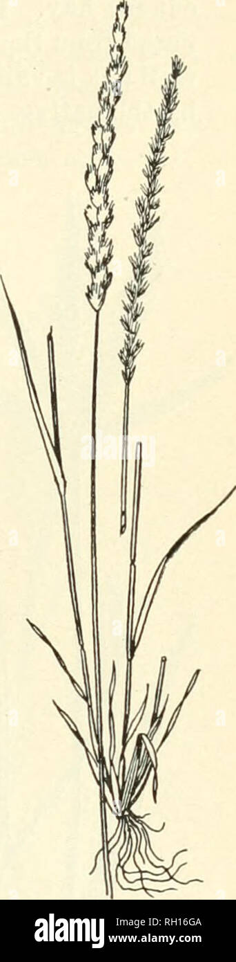 . Bulletin. Gramineae -- United States; Forage plants -- United States. Fig. 33.-Crestert Dog's- tail (Cynosurus cris- tatus.) No. 81. Dactylis glomerata Linn. Orchard-grass. (Fig, 34.) This is one of the best known and most popular of our cultivated grasses. It will grow well on any soil con- taining a reasonable amount of fer- tility, excepting that which is very wet. It is a hardy grass and may be grown successfully anywhere in the United States, except in the ex- treme South and iu the arid regions of the West. It yields an abundant crop of excellent hay, and may be sown alone for this pur Stock Photo
