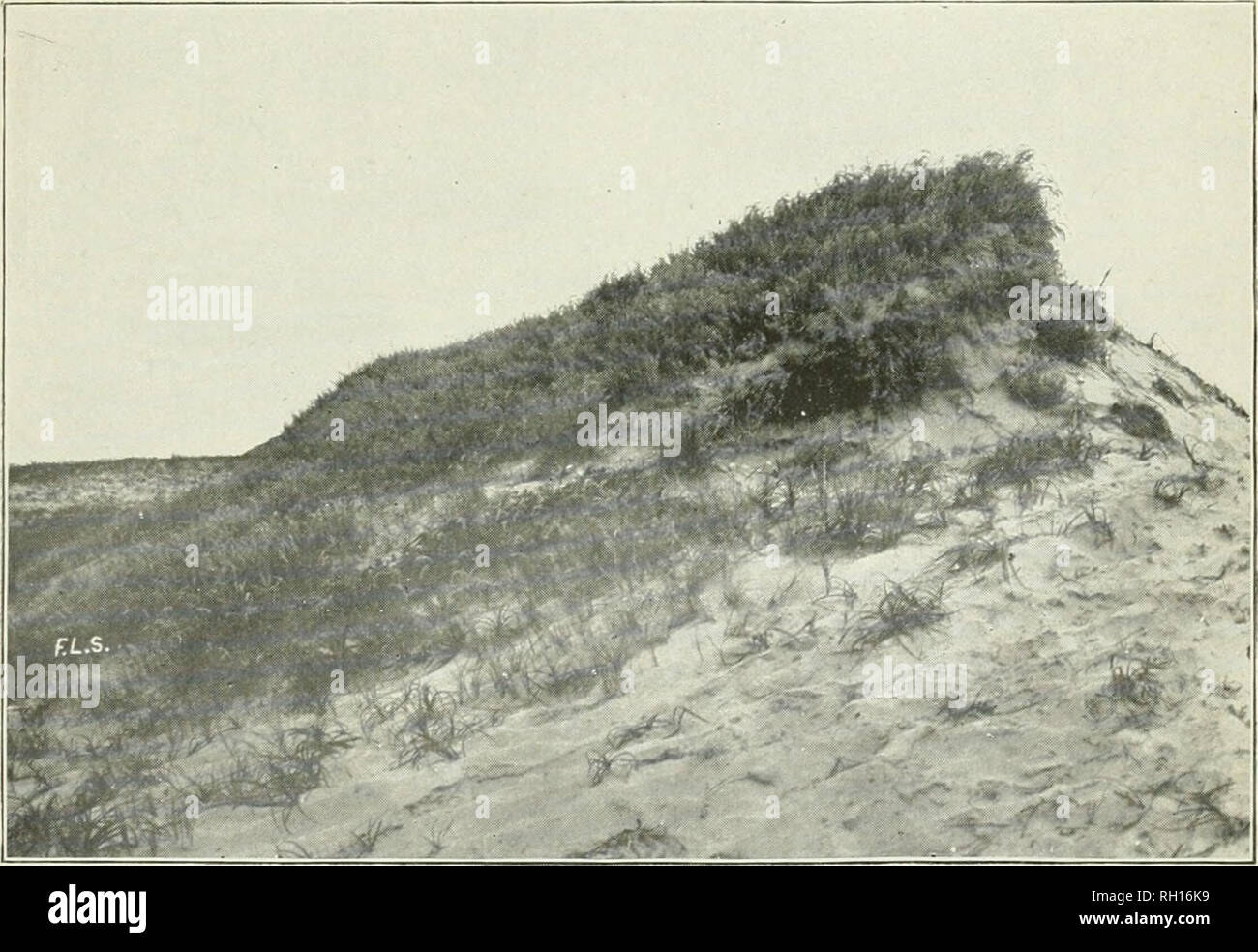 . Bulletin. Gramineae -- United States; Forage plants -- United States. Fig. 1.—Sand Dune on the Pacific Coast. Sand Rye Grass i'Elymus arenarius) COVERING THE TOP OF THE DUNE AND BiG HEAD SEDGE IN THE FOREGROUND.. Fig. 2.—Sand Dune held by Seaside Blue Grass &lt; Poa macranthai, near Seaside, Oregon. From a photograph by F. Lamson-Scribncr, l,s'.)9.. Please note that these images are extracted from scanned page images that may have been digitally enhanced for readability - coloration and appearance of these illustrations may not perfectly resemble the original work.. United States. Division o Stock Photo