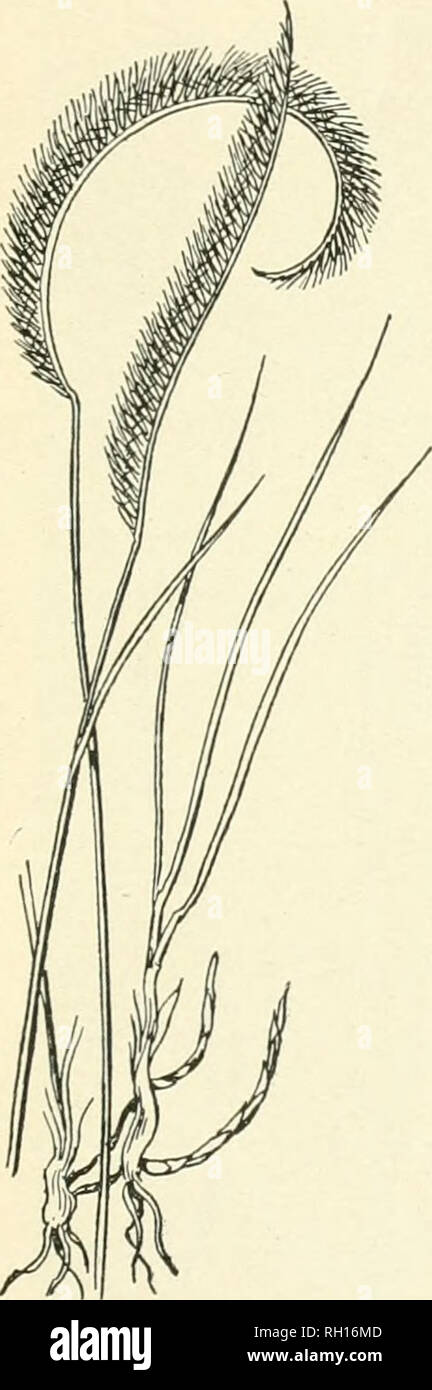 . Bulletin. Gramineae -- United States; Forage plants -- United States. 27 No. 68. Cenchrus tribuloides Linn. Saud-bur. (Fig. 27.) A widely distributed grass growing in sandy soils along river bants, tie seasliore and more or less scattered tbroughout tbe interior of tbe country in sandy dis- tricts. It is one of tbe w orst of annual weeds wherever it becomes abundant. The prostrate branching stems are 1 to 2 feet long; tbe spikes are composed of 10 to 15 strongly spiny burs, which readily become detached and adhere to passing objects. No pains should be spared in efforts to exterminate this g Stock Photo