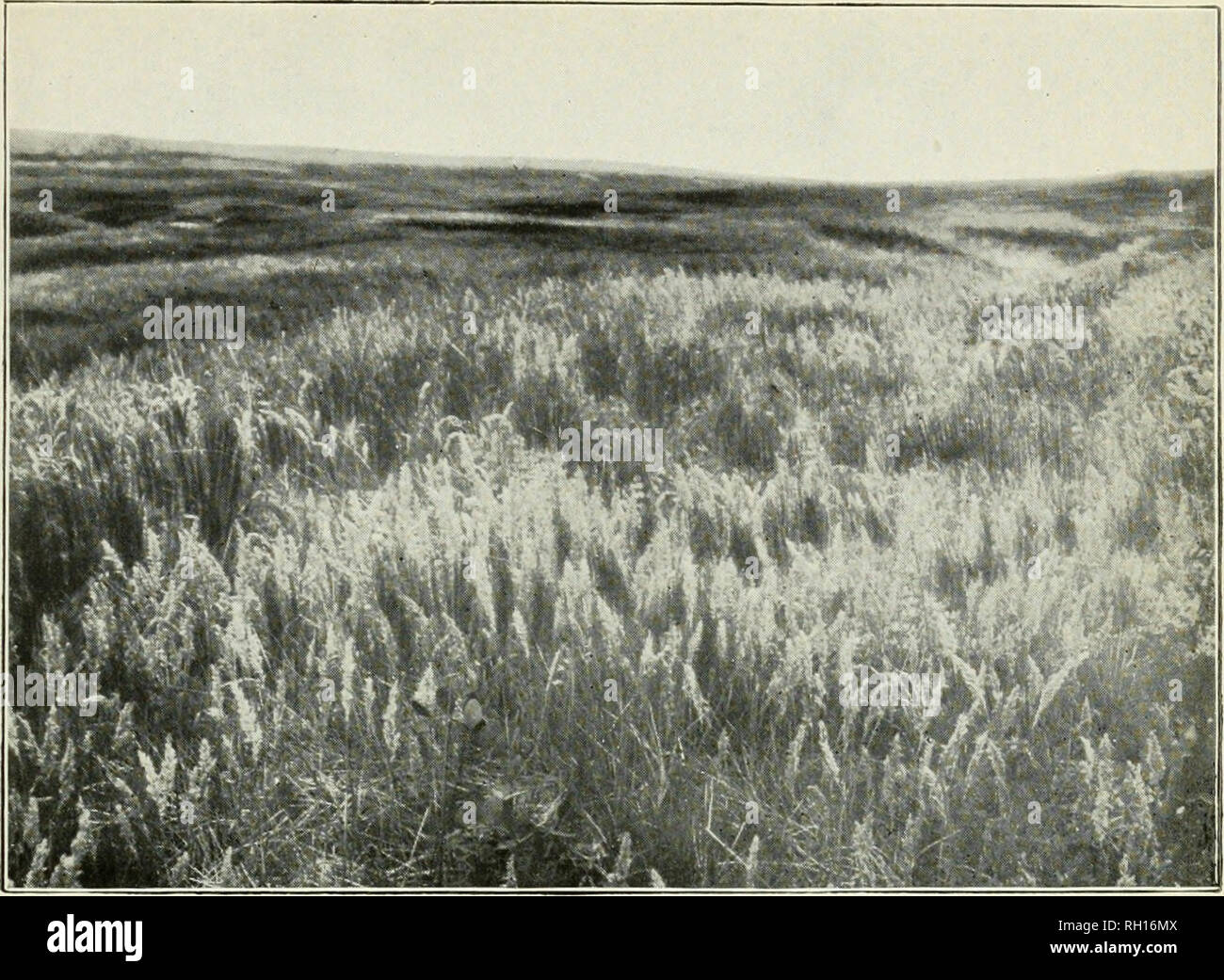 . Bulletin. Gramineae -- United States; Forage plants -- United States. Bui. 25, Div. of Agrostology, U. S. Dept. of Agriculture. Plate XXVII.. Fig. 1.—Seaside Blue Grass (Poa macrantha). From a photograph taken near Morrison, Oregon, by A. B. Leckenby, 1899.. Please note that these images are extracted from scanned page images that may have been digitally enhanced for readability - coloration and appearance of these illustrations may not perfectly resemble the original work.. United States. Division of Agrostology. Washington, D. C. : The Division Stock Photo