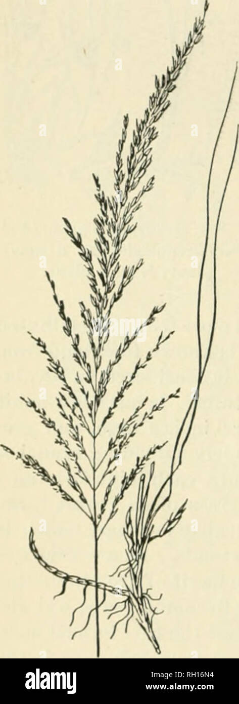 . Bulletin. Gramineae -- United States; Forage plants -- United States. 26 No. 61. Calamagrostis cinnoides (Mulil.) Spreng. Reed Bentgra.ss. A stout, reed-like grass, 3 to 5 feet bigh, not infrequent in low, moist grounds and swamps, ranging from New England southward to Tennessee. No attemi)t&amp; have been made to cultivate it, and little is known of its agricultural value. Probably of some use for low woodlands where grasses are desired for pasturage, and if it will thriv^e in the open it would make a most excellent hay-grass for low meadows. No. 62. Calamagrostis hyperborea americana (Vase Stock Photo
