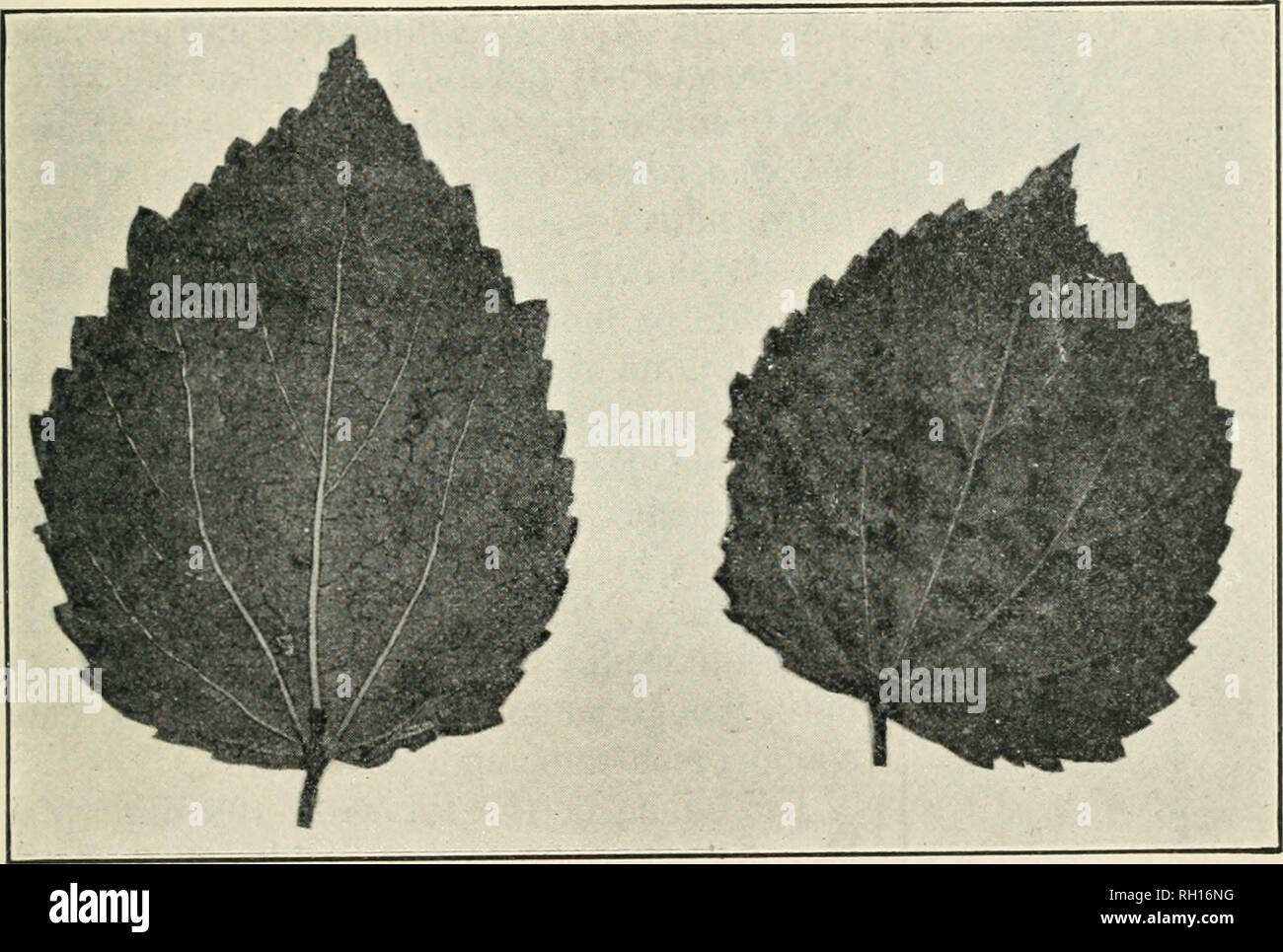 . Bulletin. Agriculture. LEAF FORMS OF VARIETIES OF HIBISCUS CANNABINUS. 15 been found on the Egyptian cotton in Arizona as low as the seventh node, as reported by Mr. Argyle ]McLachhin. LEAF FORMS OF VARIETIES OF HIBISCUS CANNABINUS. At least two varieties of the Dcccan hemp are grown in Kgypt, one with deei)ly divided, finely tootlied leaves (Pis. I and II) and the other with more coarsely toothed, undivided leaves (figs. 1,2, 3, and 4). It does not appear that cither of these Egyptian varieties has been introduced into the United States, but a third variety wdth digitately parted leaf blade Stock Photo