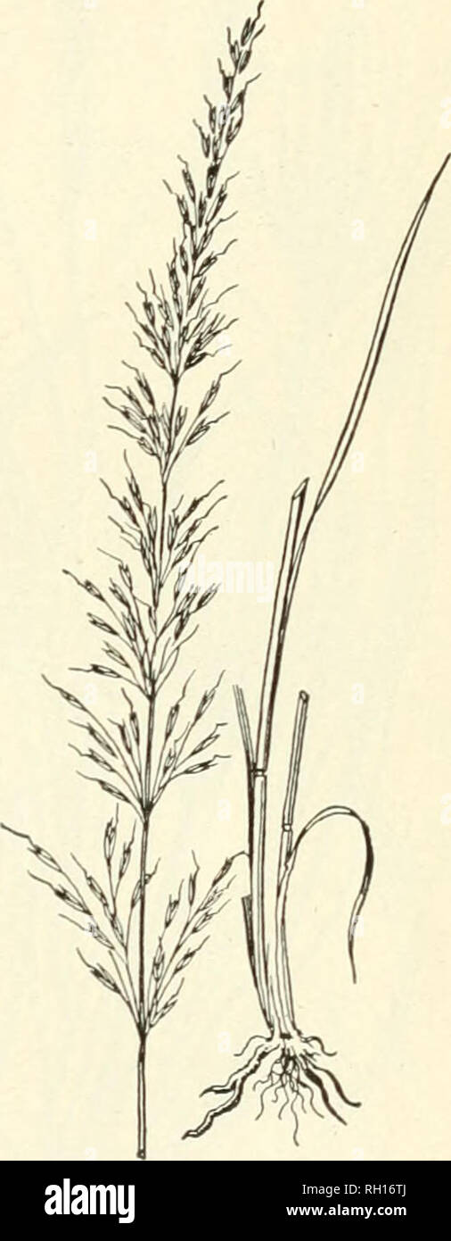 . Bulletin. Gramineae -- United States; Forage plants -- United States. Fig. 12.—Needle-grass (Aristida fasciculata)-. a, fipikelet; b, indurated flowering glume, the awns cut off. Fig. 13.—Tall Oat-grass (Arrhe natherum elatius). No. 34. Arundinaria macrosperma Michx. Cane. (Fig. 14.) This is the bamboo which forms the well-known canebrakes of the South. It is perennial, with woody stems 10 to .30 feet high, and evergreen leaves, which furnish a valuable supplement to the winter pastures. The plant blooms but once, and when the seeds mature the cane dies. The canes are used for many purposes, Stock Photo