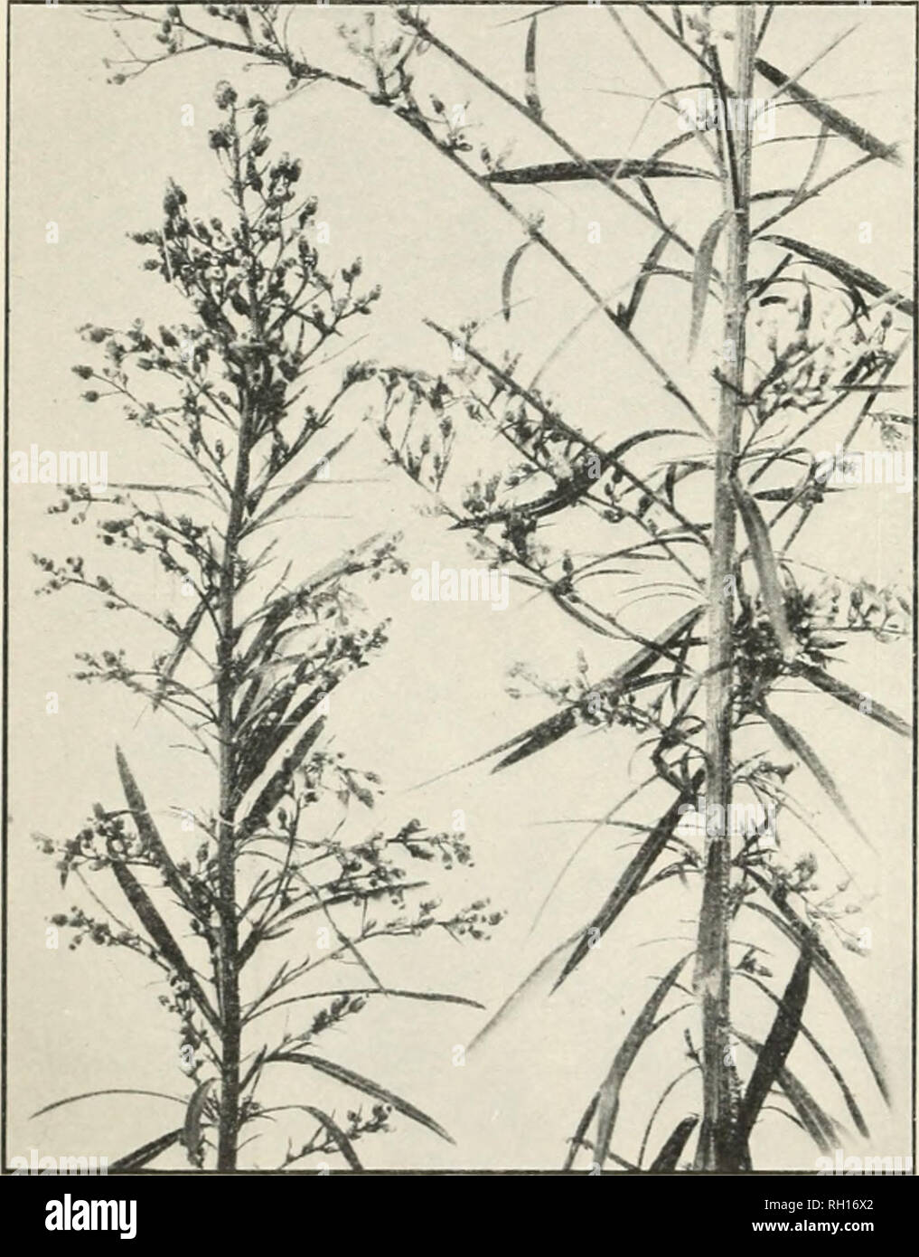 . Bulletin. Agriculture. 38 AMERICA. M J: 1)Uâ 1 ^ AI .KAVES A^'D HERBS. The broad-leaved gum plant (Grindelia squarrosa) is very similar to G. robusta, except that it is smaller and less gummy in appearance. It is more sparintrly branched near the top and the branches seem more reddis^h. The leaves are also clasjiing, but they are longer, about 2 inches in length, and broader, thinner in texture and not rigid, and more prominently toothed. The smaller flower heads are generally longer than broad and have narrower involucral scales, the recurved tips of which are longer and more slender. (Fig Stock Photo