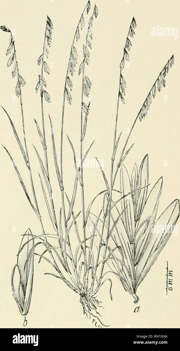 . Bulletin. Gramineae -- United States; Forage plants -- United States. 278. Fig. 260. Melica stricta Boland. Beal, Grasses N. Am., 2 : 503. Large-flowered Melica.—A densely csespitose perennial 2 to 5 dm. high from a bnllious liase, with llat, more or less pubescent leaves, and simple, one-sided panicles 10 to 15 cm. long, hearing ten to twenty spikelets.—Dry ridges among rocks (alt. 1,850 to 2,700 m.), Nevada, California, and Oregon. .hme-Angust.. Please note that these images are extracted from scanned page images that may have been digitally enhanced for readability - coloration and appear Stock Photo