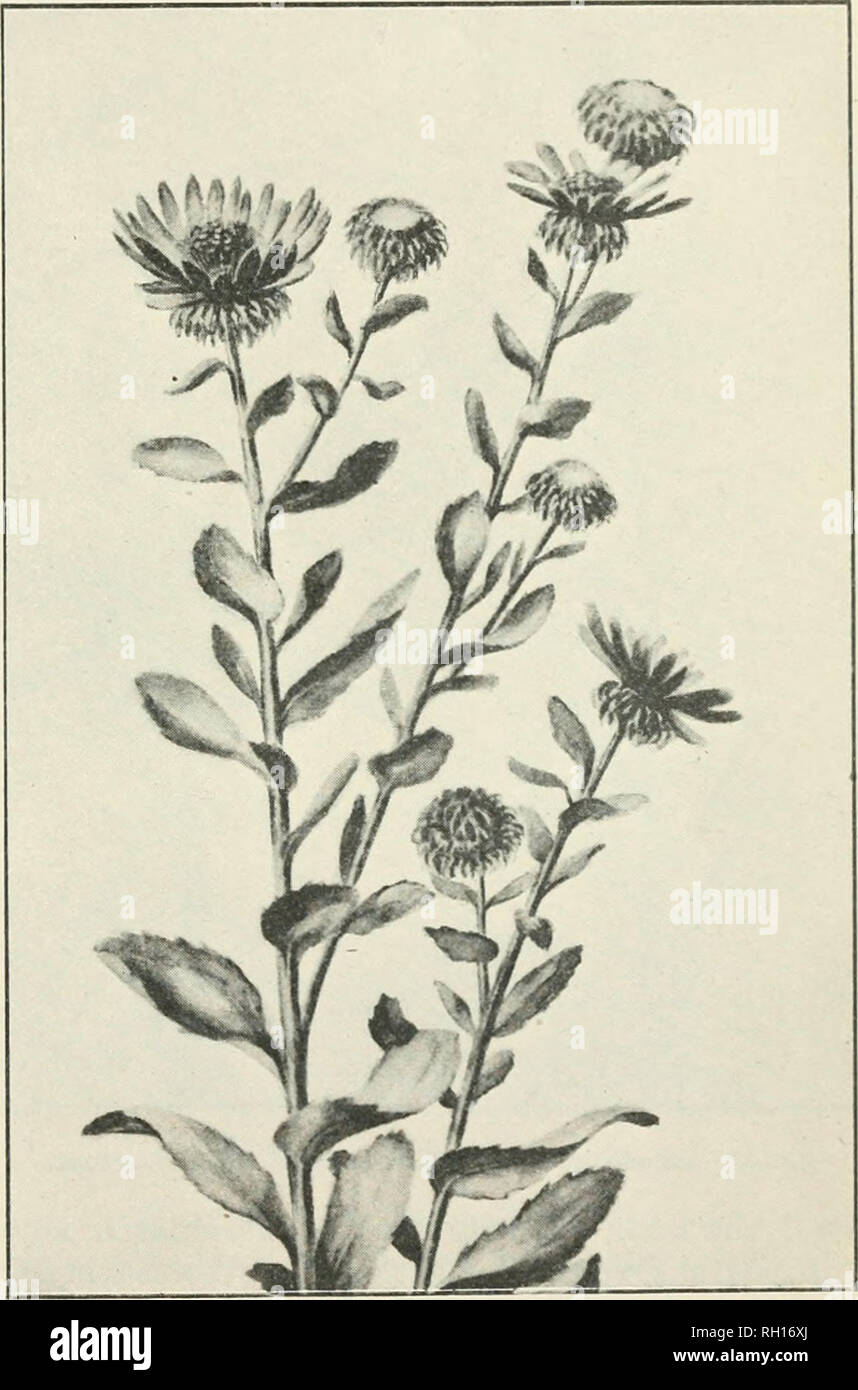 . Bulletin. Agriculture. PLANTS I'UKNlSHlNt; M KDICI N AL LEAVES AND 11 KKBS. 37 GUM PLANT. (1) GrindeUa rohusLa Null.; (2) GnndcUu squarrosd (Pursh) Dimal. Pharmaco panel I name.—Grindelia. Other common names.—(2) IJroad-leaved gum plant, scaly grindelia. Habitat and range.—The gum plant (Grindelia robusta) occurs in the States west of the Rocky Mountainti, while the broad-leaved gum plant (G. s(piarrosa) is more widely distributed, being of common occurrence on the plains and prairies from the Saskatchewan to Minnesota, south to Texas and Mexico, and westward to California. Description.—The  Stock Photo