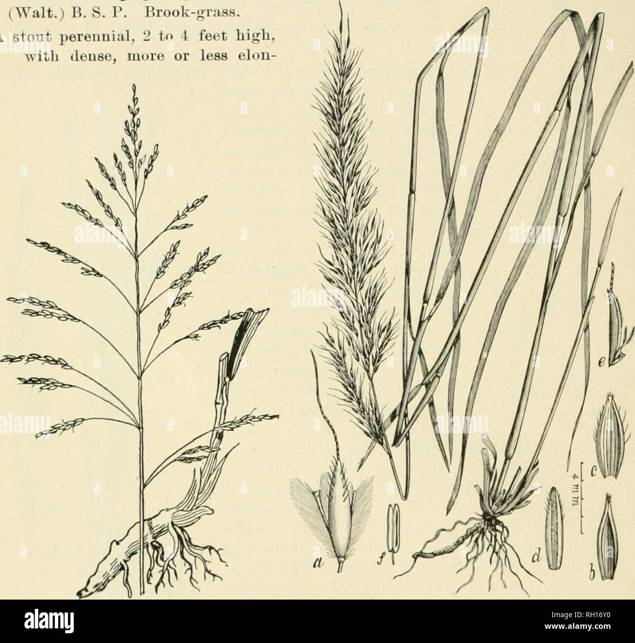 . Bulletin. Gramineae -- United States; Forage plants -- United States. 12 No. 19. Andropogon contortus Linn. Twisted Beard-grass. A stout, leafy perennial, 1 to 3 feet liigb, aifording excellent grazing when young, but the mature seeds are much dreaded by sheep owners, as by their peculiar structure they not only become attached to and injure the wool, but often pene- trate the skin and even the intestines of these animals. The strong rhizomes and tough fibrous roots which this grass has, commend it as a soil binder for river banks, dams, etc. The awns indicate by their twisting the amount of Stock Photo