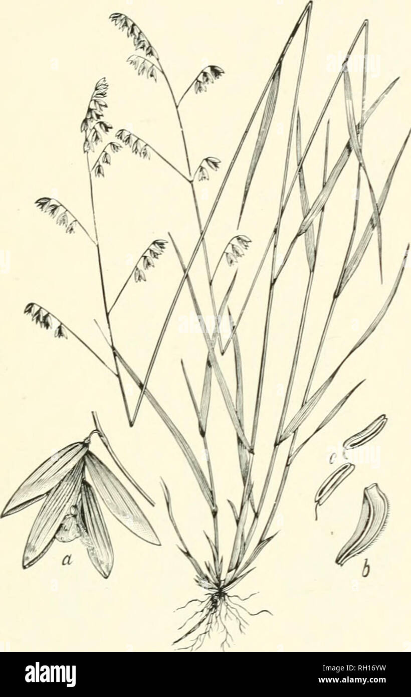 . Bulletin. Gramineae -- United States; Forage plants -- United States. 275. Fig. 257. Melica mutica TValt. (IT. glabra Mx.).—A slender, loosely cii'spitose, Aviry i^rass 6 to 9 dm. liigh, with flat leaves and simple or racemose panicles of rather large, nodding, two- to three- flowered spikelets.—Dry, rocky, open woods and thickets, Penn- sylvania to Florida and westward to Wisconsin and Texas. March-Ma V.. Please note that these images are extracted from scanned page images that may have been digitally enhanced for readability - coloration and appearance of these illustrations may not perfec Stock Photo