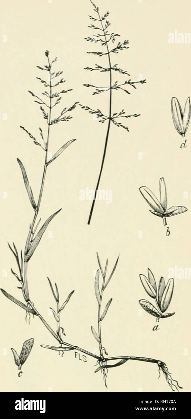 . Bulletin. Gramineae -- United States; Forage plants -- United States. 274. Fig. 25G. Catabrosa aquatica (L.) Beauv.; Britton and Brown, 111. Fl., 1: 194. Watkh Whorl-ckass.—A smooth, soft l)ereunial, with creeping or ascending cnlnis 2 to 6 dm. long, Hat leaves and open panicles 5 to 20 cm. long, the spreading branches in whorls.—In swales and along brooks, often in shallow water, Newfoundland and Labrador, to Quebec and Alaska, south to Ne- braska, Colorado, and Utah. [Europe and Asia.] June-August.. Please note that these images are extracted from scanned page images that may have been dig Stock Photo