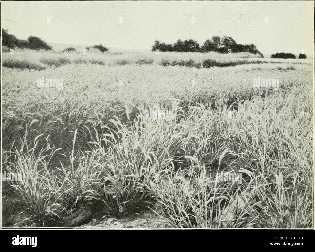 . Bulletin. Gramineae -- United States; Forage plants -- United States. Fig. 1.—Sand Drifts along the Columbia River, Oregon, in Peach Orchard.. Fig. 2.—View in Grass Station at Walla Walla, Wash., showing Canadian Rye Grass (Elymus canadensisi. Fruiii a photograph by F. Lam.soii-Scribner.. Please note that these images are extracted from scanned page images that may have been digitally enhanced for readability - coloration and appearance of these illustrations may not perfectly resemble the original work.. United States. Division of Agrostology. Washington, D. C. : The Division Stock Photo