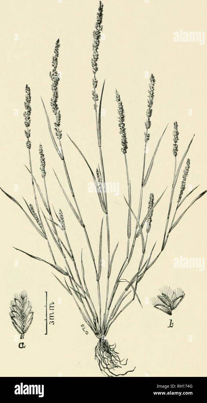 . Bulletin. Gramineae -- United States; Forage plants -- United States. 266. Fig. 248. Eragrostis ciliaris (i&gt;.) Link (I'oa ciliaris L.)-—A ditil'usely braiuliiny, sleuder annual 2 to 5 clni. liigb, with thin, narrow leaves and densely flowered, cylindrical, spike-like, more or less iiiterrnpted panicles 5 to 10 cm. long.—Cultivated and waste ground, Georgia and Florida to Mississippi. [Mexico, West Indies, and Asia.] .July-October.. Please note that these images are extracted from scanned page images that may have been digitally enhanced for readability - coloration and appearance of these Stock Photo