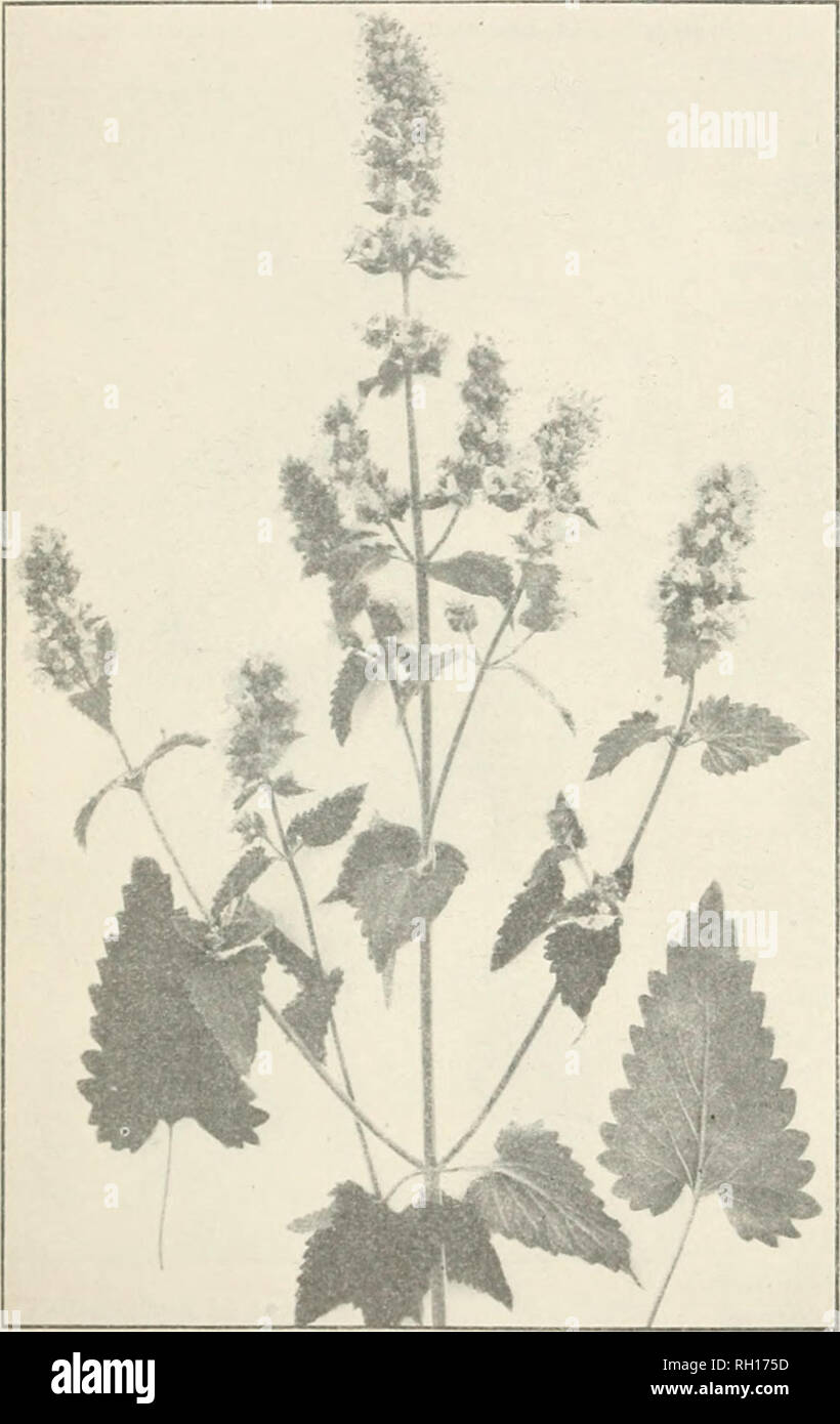 Bulletin Agriculture 24 Ameklla S Mf Dtctxal Leaves And Herbs Catnip Nepeta Ratarin L Other Common Names Cataria Catmint Calwort Calrup Field Mint Ffabitat And Range Catnip A Coinmnn Weed Naturalized From Europe Occurs In