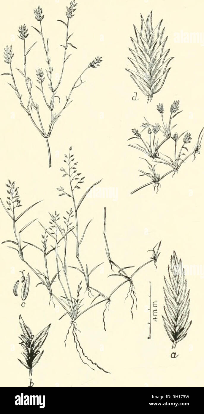 . Bulletin. Gramineae -- United States; Forage plants -- United States. 263. Fig. 245. Eragrostis hypiioides (Lain.) B. S. F. {Foa hypuoides Lam.; E. reptidis'Kees).—A prostrate, much-branched, and exten- sively creeping annual, with ascending, flowering branches 7..5 to 15 cm. high, spreading leaf blades, narrow and lax or very dense panicles and long, linear-lanceolate, strongly compressed spike- lets.—In ditches and sandy banks of streams, Vermont and Ontario to Florida, Texas. California, and Washington. [Mexico, West Indies, and .South America.] March-October.. Please note that these imag Stock Photo