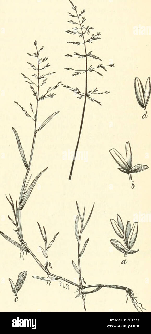 . Bulletin. Gramineae -- United States; Forage plants -- United States. 55 Sporobolus depaiiperatiis Scribn. (Dropseed).—A small hut valuable grass, form- lug a close, eveu sod of numerous slender leaves and stems; valuable as pasture, but of rare occuri^euce in the desert. South Butte, July 13 (3745); Creston, August 29 (4425). Calamagrosti-s hyperborea americaiia Kearn. (Sand-grass; Yellow Top).—A tall, slender grass, usually forming an even growth, on wet ground in either open or shaded places. Kara in the desert, occurring only about spring bogs. Black Rock Springs, July 13 (3717). Calamag Stock Photo