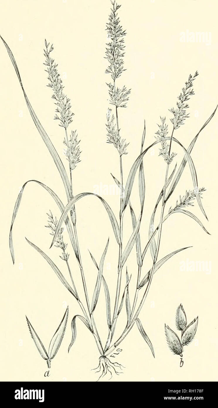 . Bulletin. Gramineae -- United States; Forage plants -- United States. 257. Fig. 239. DLssanthelium californicum (Niitt.) Beiith.; Beal, Grasses X. Am., 2 : 473 {Stenin-Jdua califoniica Xntt.).^A slender, glabrous, brauchiug aunual 1 to 3 dm. high, with short, narrow leaves and coutracted, spike-like panicles 4 to 8 cm. long.—Santa Catalina Island, southern California, aud Guadaloupe Islands, Lower California. September. 11162—No. 7 17. Please note that these images are extracted from scanned page images that may have been digitally enhanced for readability - coloration and appearance of thes Stock Photo