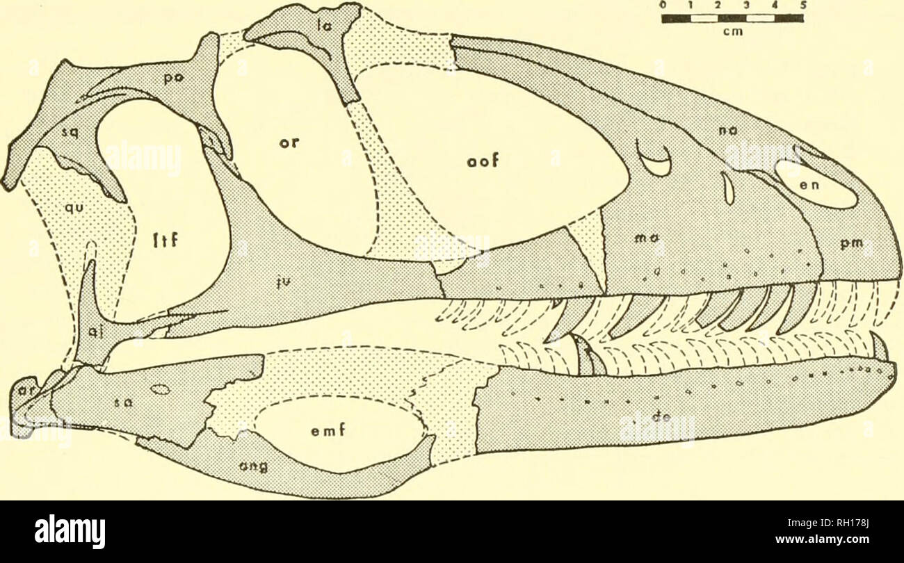Bulletin. Natural history; Natuurlijke historie. OSTEOLOGY OF DEINONYCHUS  ANTIRRHOPUS 15 sociated with either individual, were a left ectopterygoid  and a right pterygoid (YPM 5233) and a fragmentary left pterygoid (YPM  5239).
