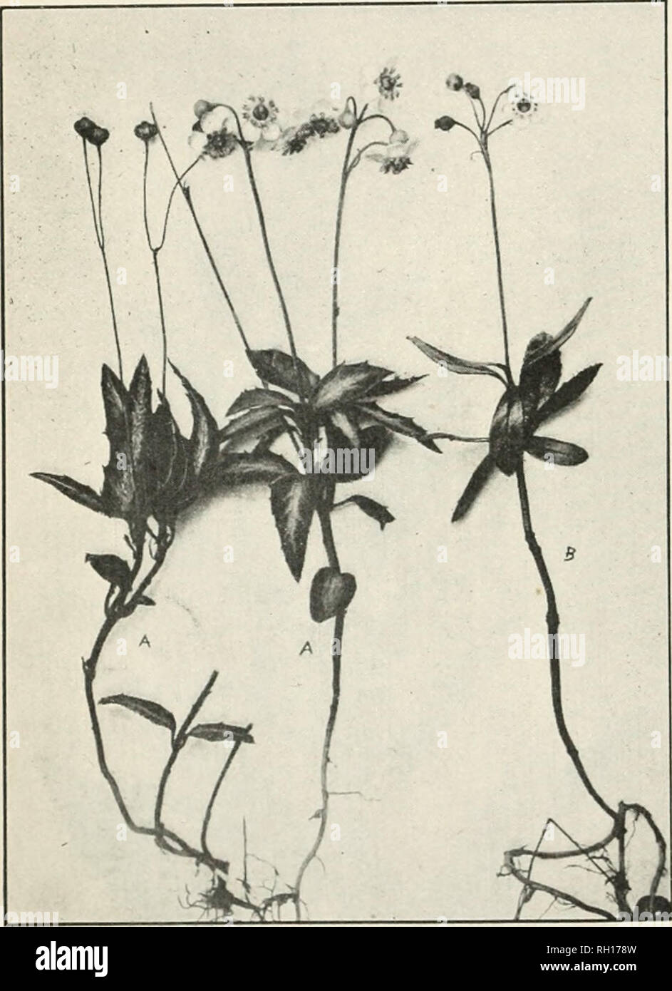 . Bulletin. Agriculture. 16 AMERICAN MEDICINAL LEAVES AND HERBS. PIPSISSEWA. Chimnphila umbellata (L.) Niitt. Pharmacopoeial name.—Chimaphila. Synonyms.—PyroJa umbellata L.; Chimaphila corymbosa Pursh. ()th&lt;'r common nanies.—Prince's pine, pyrola, rheumatism weed, hitler wiutergreen, groiind holly, king's cure, love-in-winter, noble pine, pine tulip. Habitat and range.—Pipsissewa is a native of this country, growing in dry, shady woods, especially in pine forests, and its range ex- tends from Nova Scotia to British Columbia, south to Georgia, Mexico, and Cali- fornia. It also occurs in Euro Stock Photo