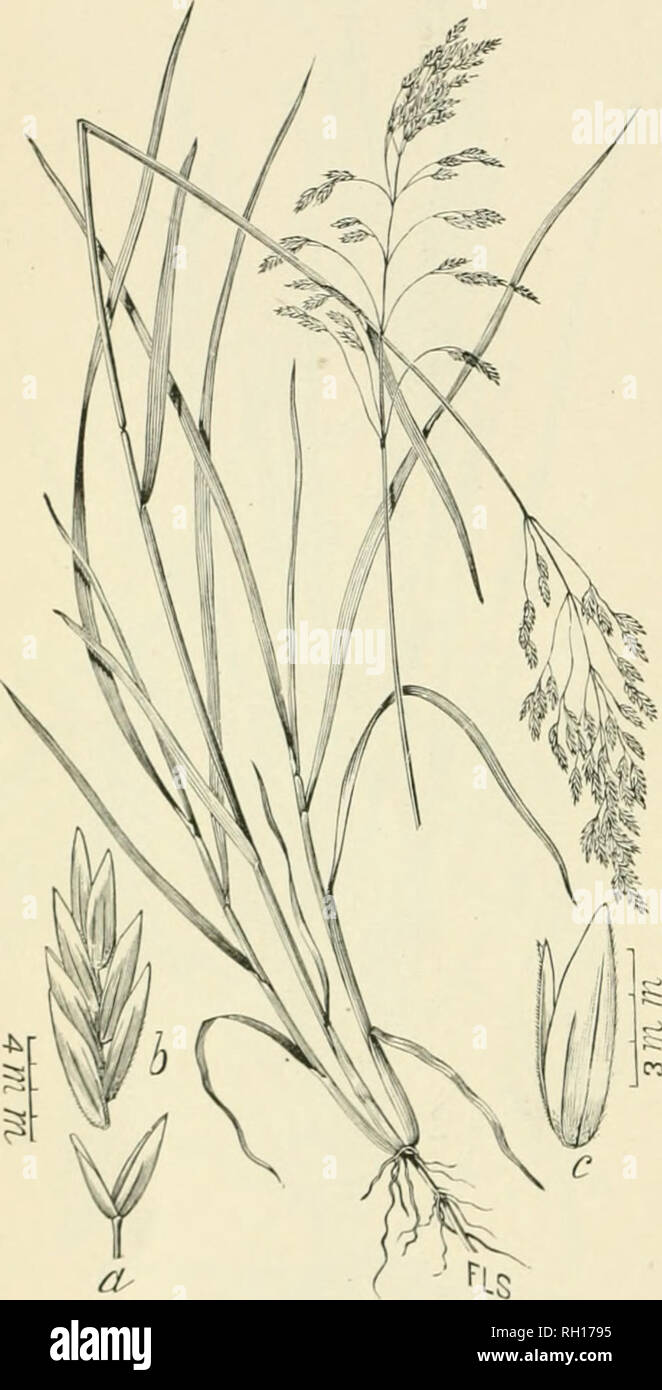 . Bulletin. Gramineae -- United States; Forage plants -- United States. 44 Poa wheeleri Vasey (Wyoming Bluk-grass, fig. 17).—Sleuder stemmed; 10 to 24 inches high; basal leaves numerous; panicles close or looser m age. This buuch grass is valuable as jiasture, but, like the i)rt'ceding, would be more so if it oftener descended into the lov-er altitudes of the foot hills or the plains. Cen- tennial Valley, .July 2 (3290); Battle Lake, August 17 (4049). Graphephorum muticum Scribn. (?).—A handsome grass, with broad green leaves; rather large stems, 2 to 3 feet high; head a close, nearly cylindr Stock Photo