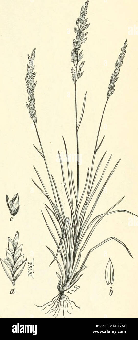 . Bulletin. Gramineae -- United States; Forage plants -- United States. Fig. 13.—Bulbous Mi'lii-grass {Melica bullosa): a, spikelet; b, flowering glume; c, floret; d, c.aryop- sis; e, terminal rudinieutary floret. Fig. 14. — Bencli-land Spear-grass (Poa arida) -. a, spikelet; 6, flowering glume; c, floret. Poa fendleriana Vasey (Fendler's Spear-grass).—A small bimch-grass, 10 to 15 incbes high, with numerous leaves and ample panicles. It occurs on rocky slopes in tbe foothills in the western part of the State; seemingly neither frequent nor abundant, but undoubtedly an excellent pasture grass. Stock Photo